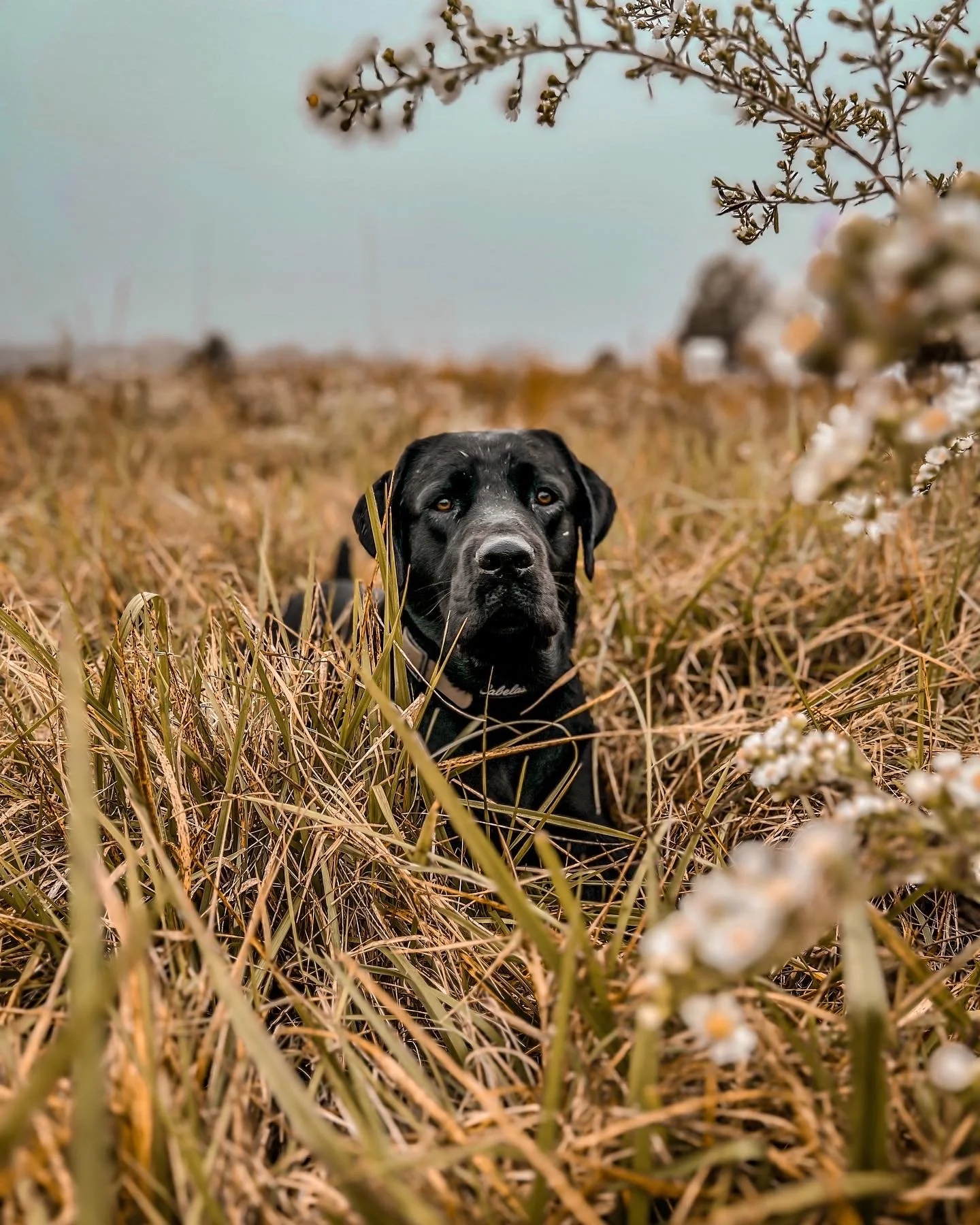 off leash training