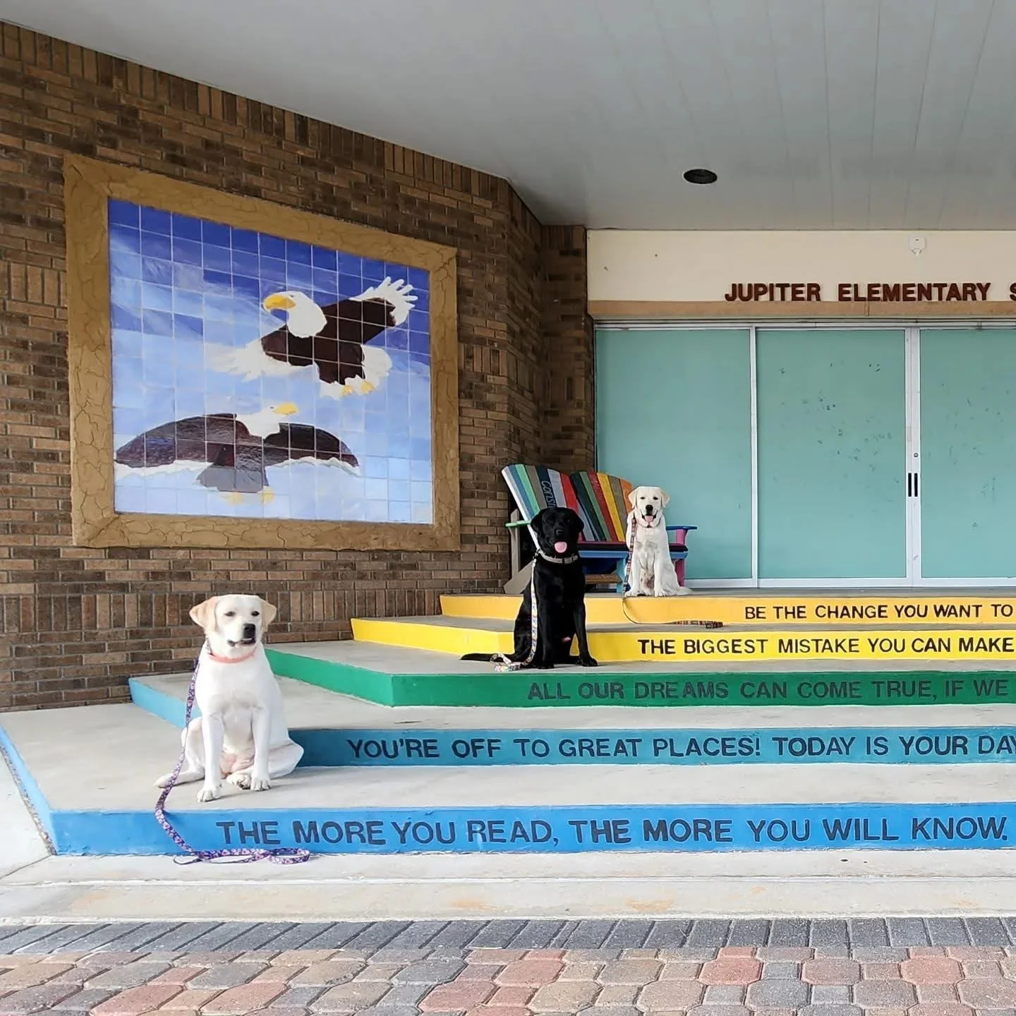 therapy dog