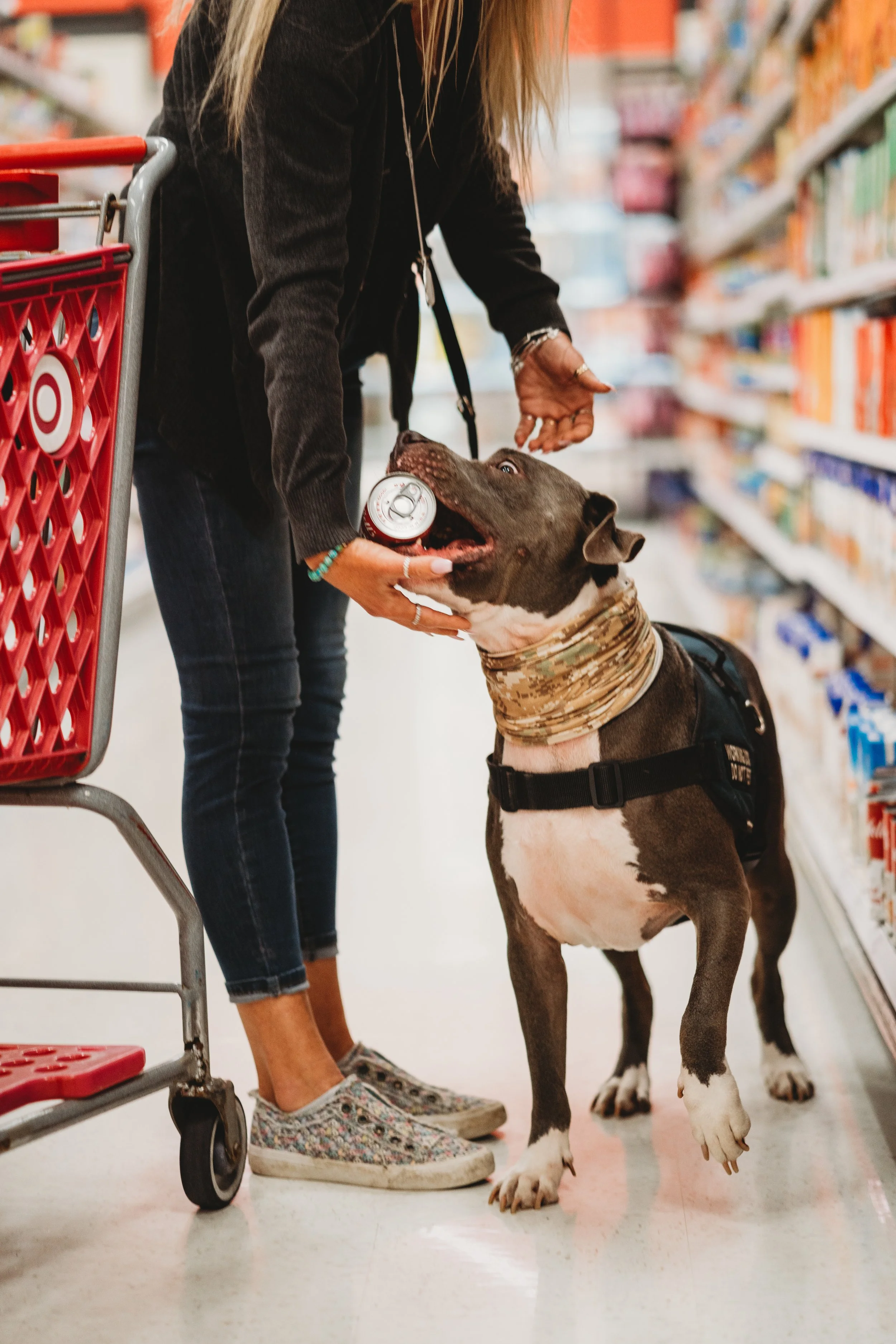 Pit bull service dog
