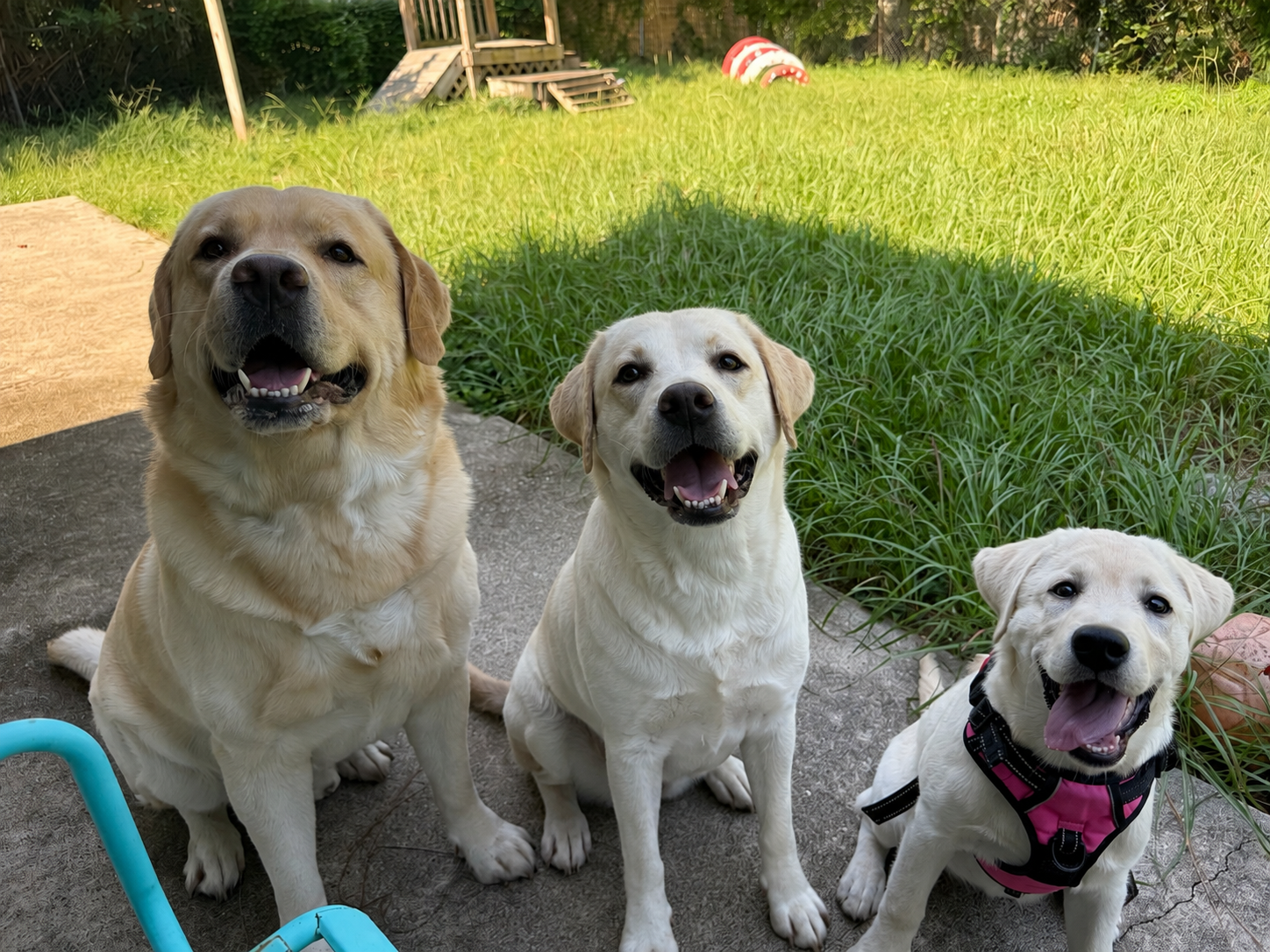 Pet boarding