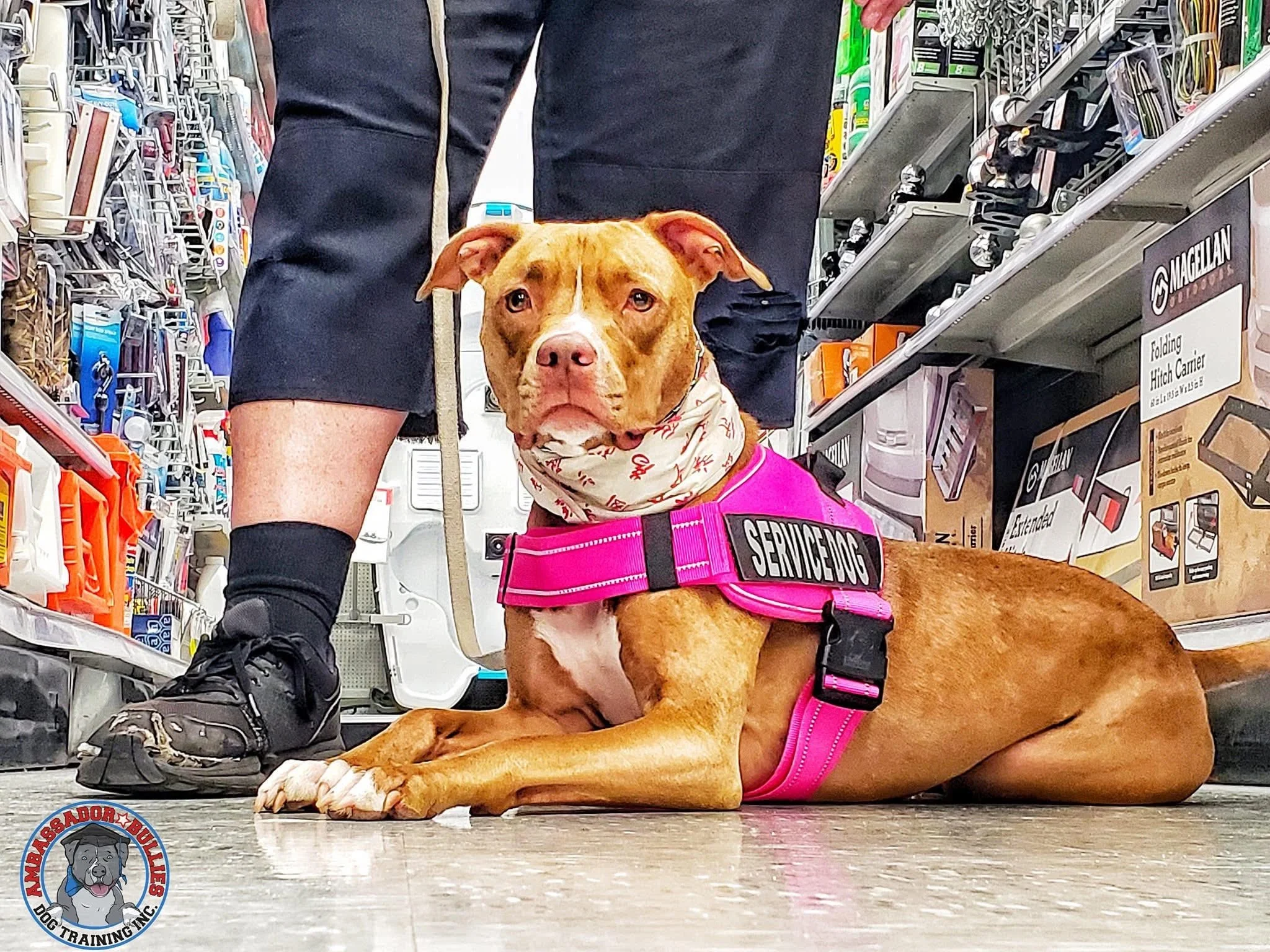 service dog brevard county