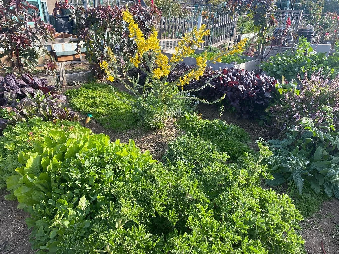 If you need me I&rsquo;ll be making pesto with this garden full of greens until a certain Pisces baby makes her entrance ( 😉 @laurenfarettakandeel )