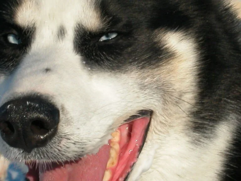 Oogie the sled dog!