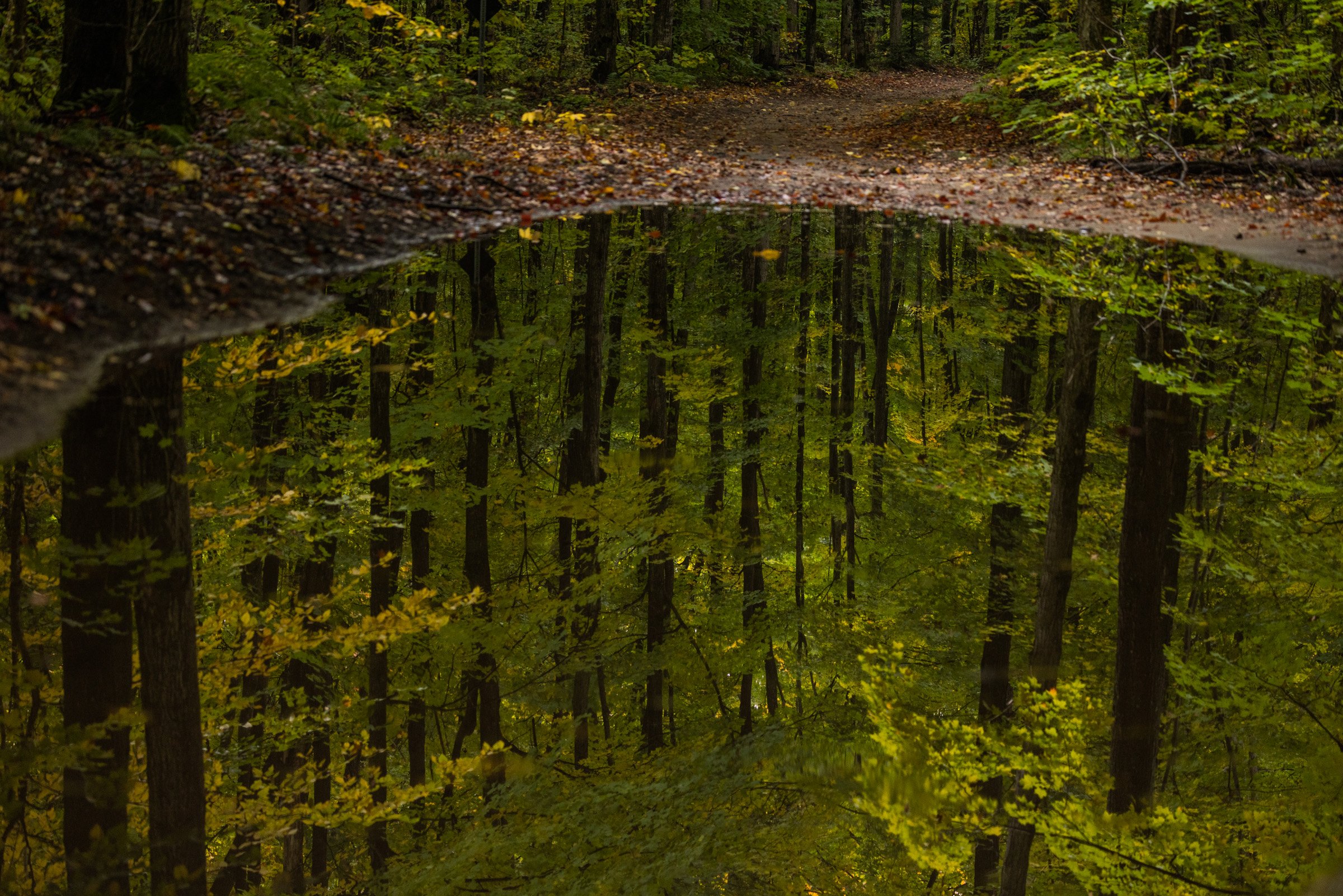 Maria Ciampini Forest Spaces (3).jpg