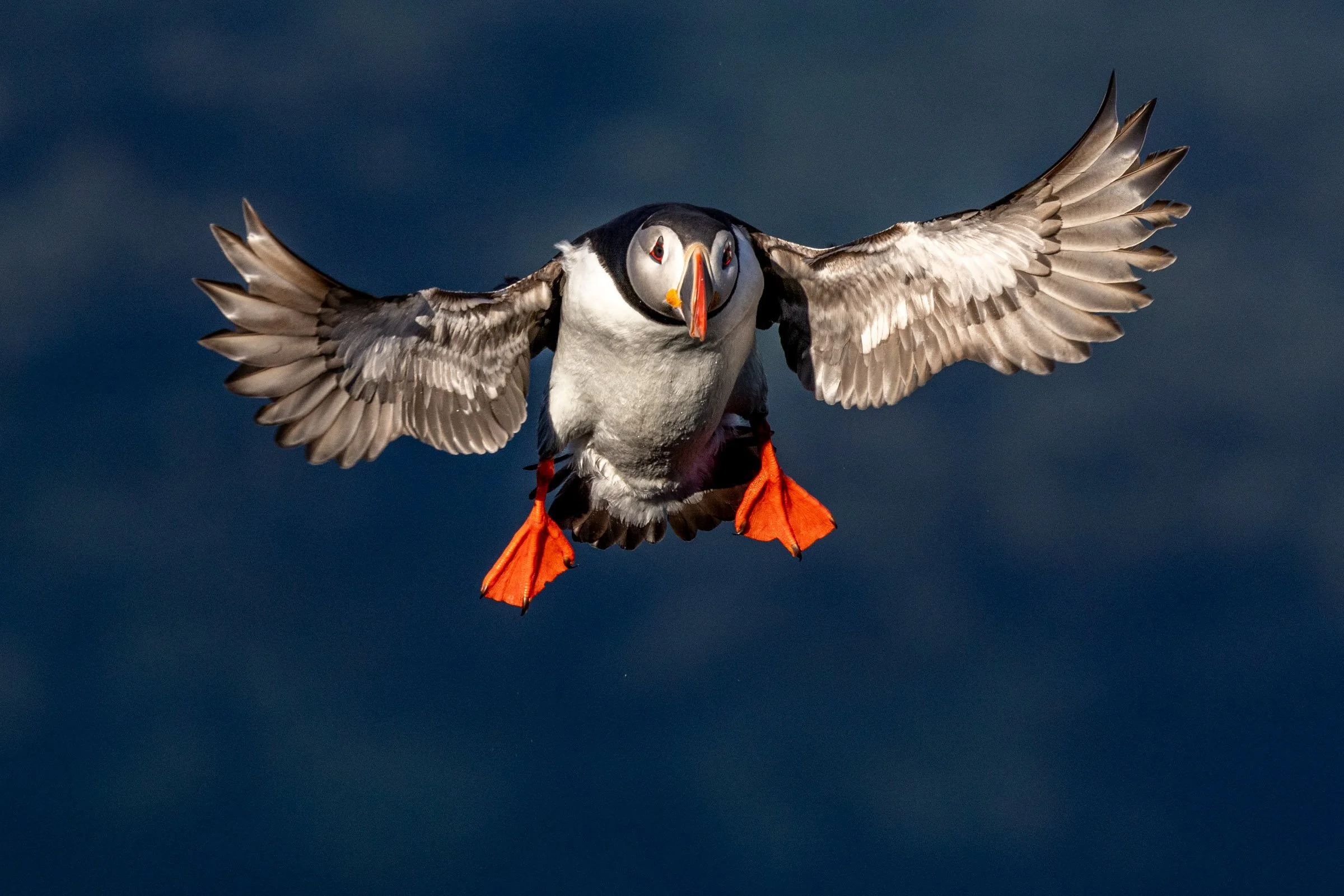 The Puffin’s Flight

Honorable Mention
1839 Awards — Photographer of the Year Contest
Year: 2024
Category: Wildlife
Level: Non-Professional