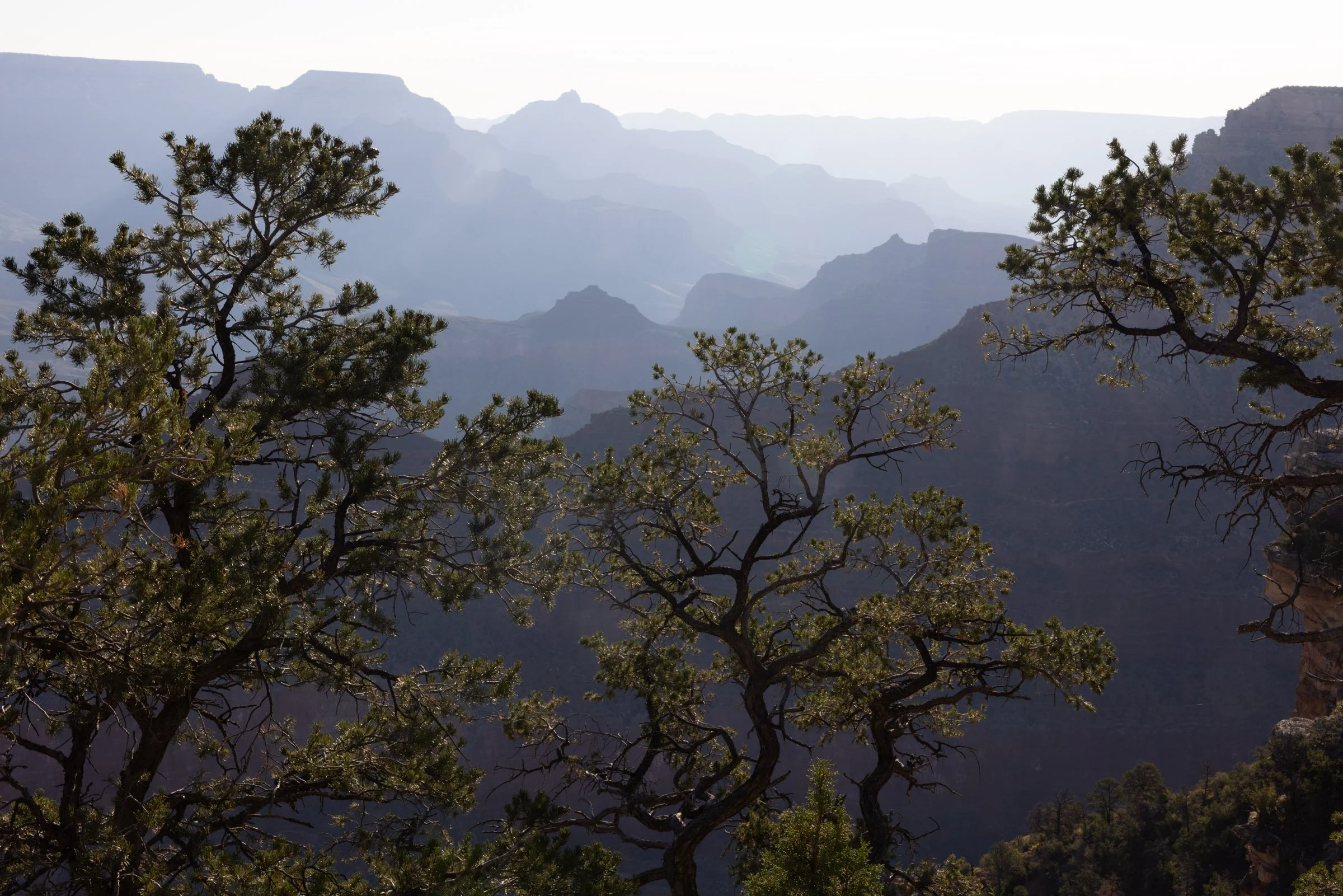 Trees in the Canopy of Blue Hour

Nominee
reFocus Photographer of the Year
Category: Nature
Level: Non-Professional