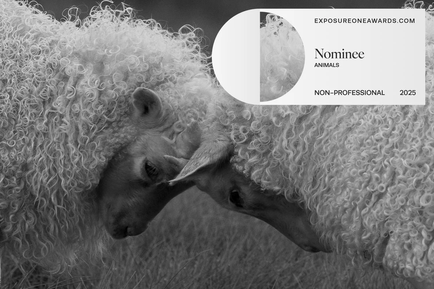 Icelandic Lambs - Head to Head

Icelandic lambs playfully headbutt, their thick wool detailed. The contrast of softness and tension captures youthful instinct, immersing you in Iceland's rugged nature. An intimate black-and-white close-up reveals the