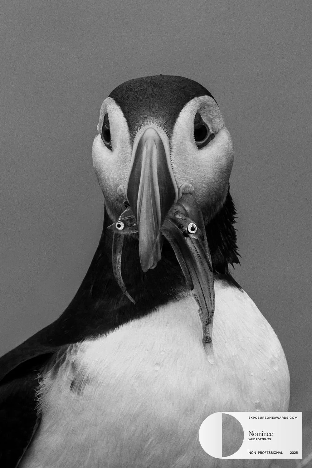 A Puffin’s Beak, A Puffling’s Meal

A puffin returns from the sea, clutching fish for its chick. With each dive and catch, it shows the lengths seabird parents go to feed and raise their young on remote, windswept cliffs. Using its uniquely spined to