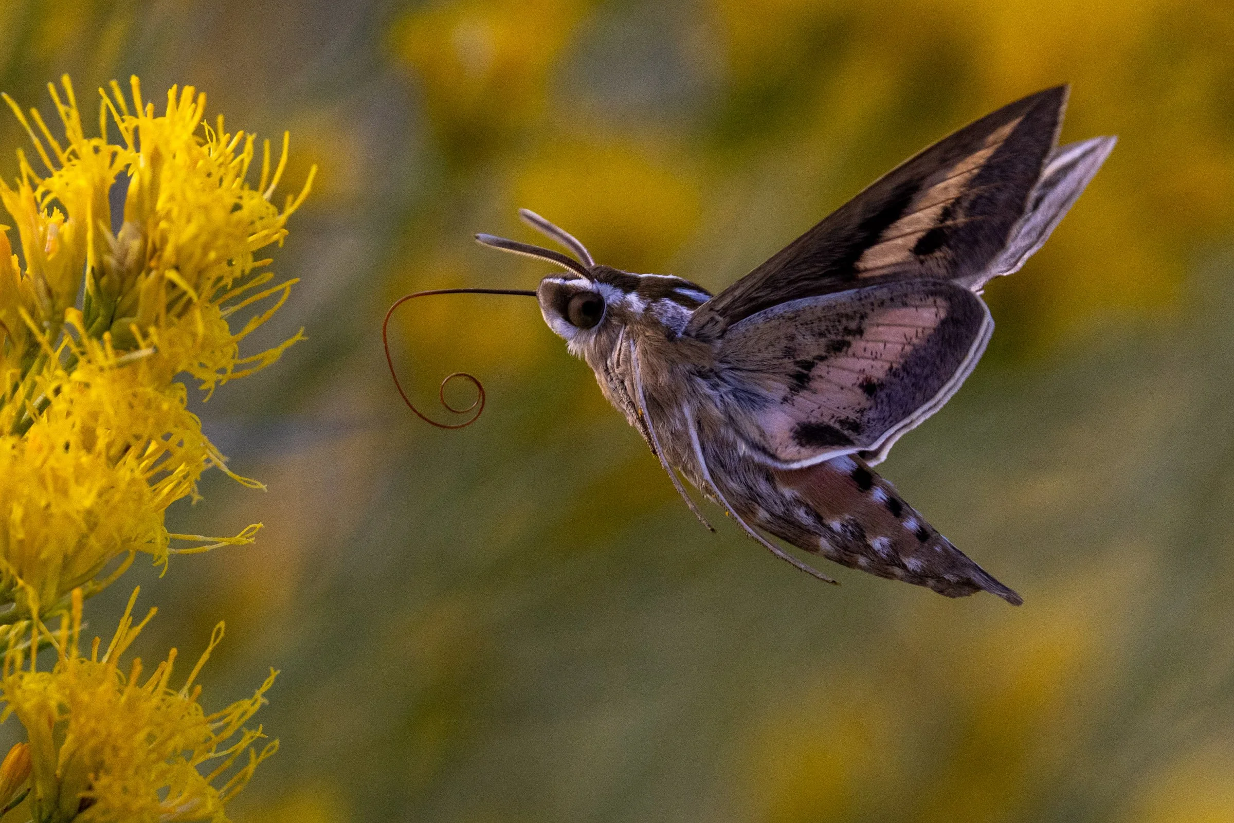 Flight of the Hummingbird Moth

Honorable Mention
1839 Awards — Color Photography Contest
Year: 2024
Category: Nature
Level: Non-Professional

