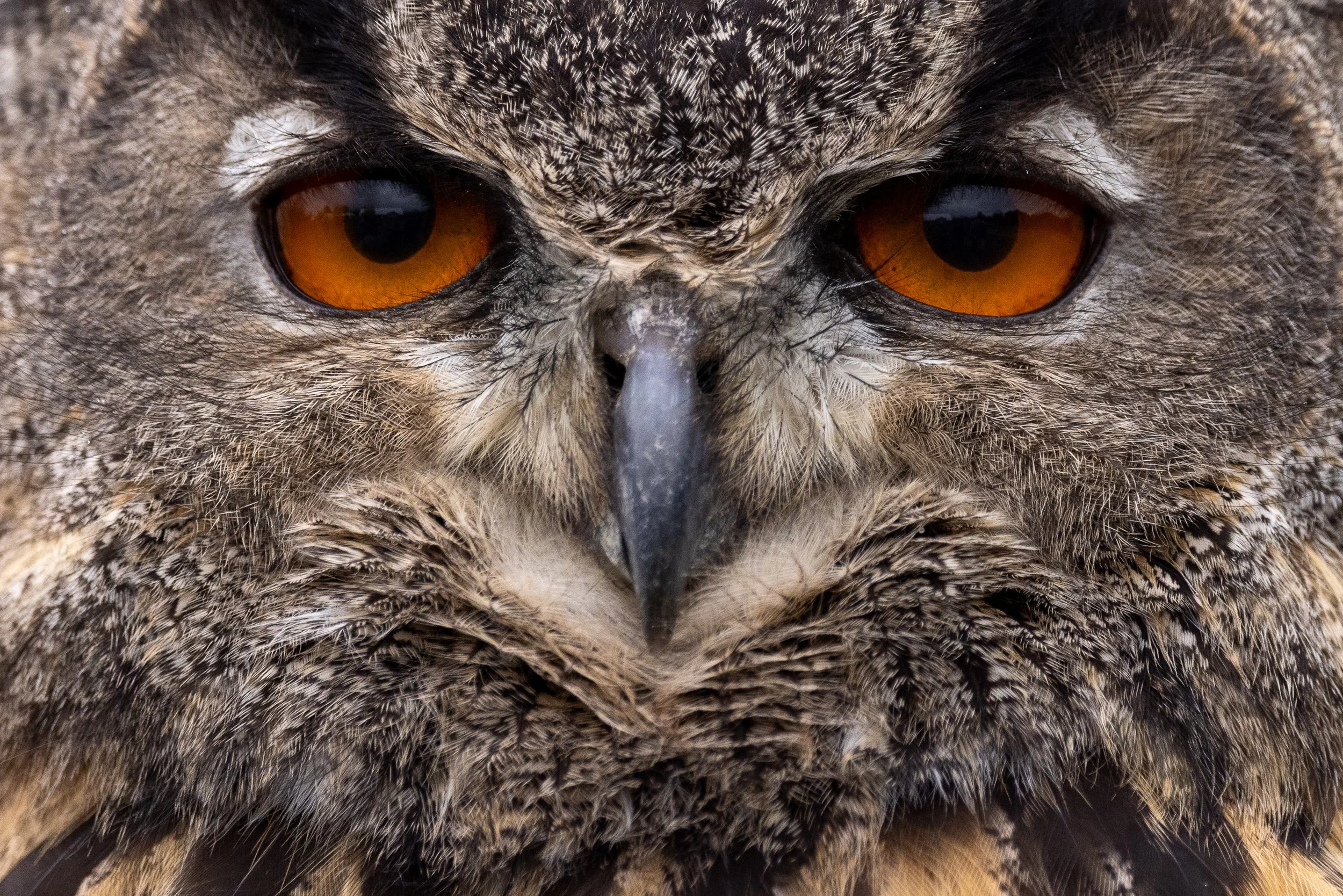 Ciampini_EagleOwl_Wildlife_V1.jpg--5.jpg
