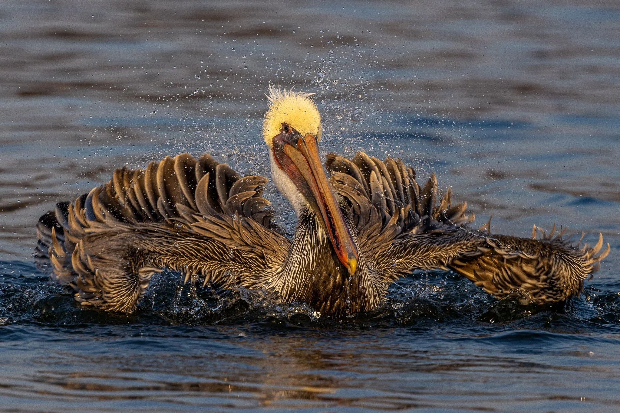 Morro Bay Pelican

People’s Vote Award
1839 Awards — Color Photography Contest
Year: 2024
Category: Nature
Level: Non-Professional