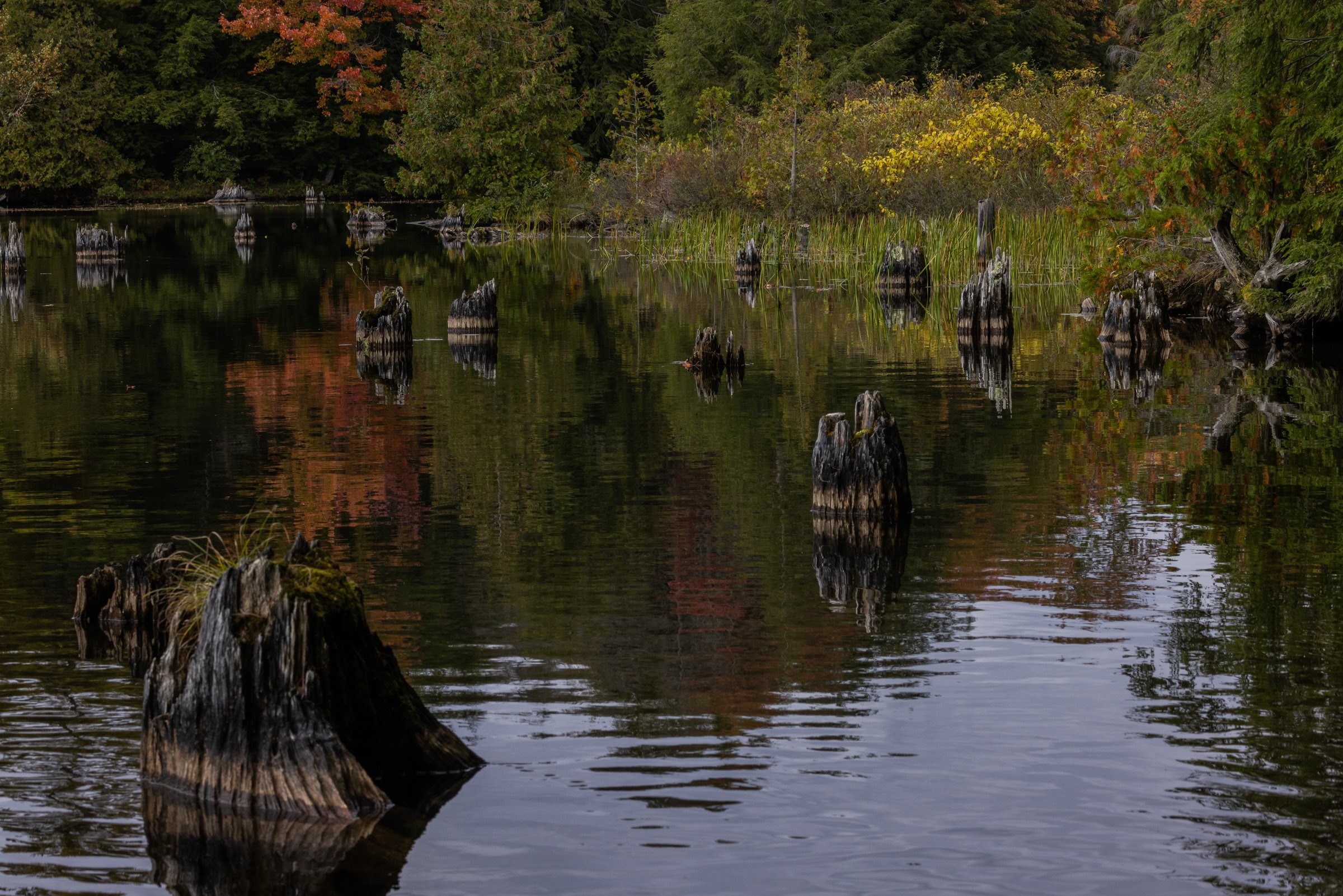 Maria Ciampini Forest Spaces (1).jpg