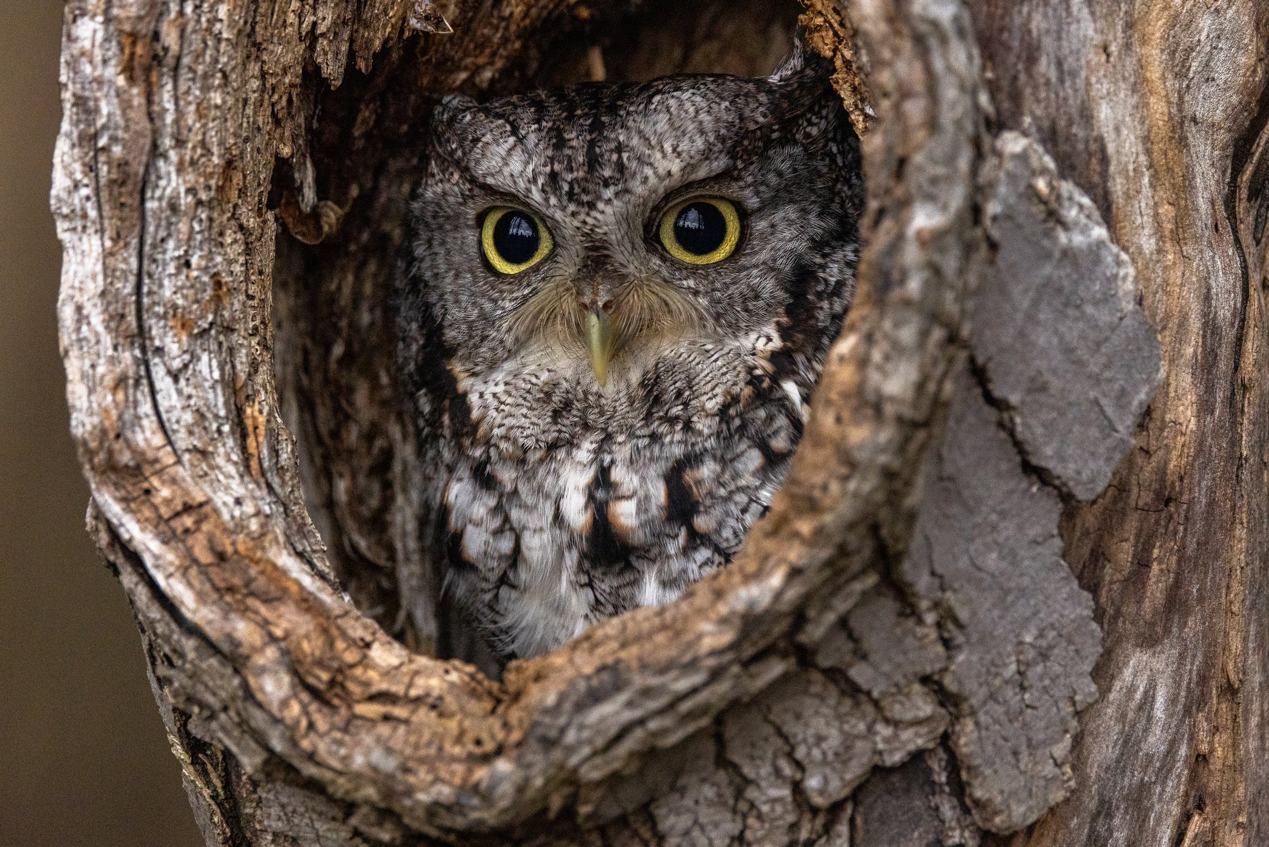 Ciampini_EasternScreechOwl_HiddenInTreeHollow_Woodland_Wildlife_V1.jpg-2280.jpg