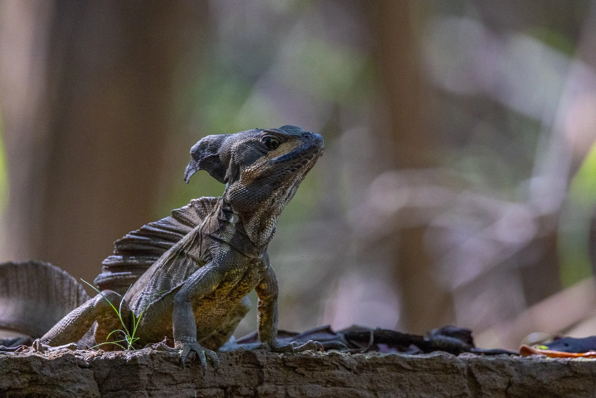 _X2A5559-WEB EXPORT PRESET-2.jpg