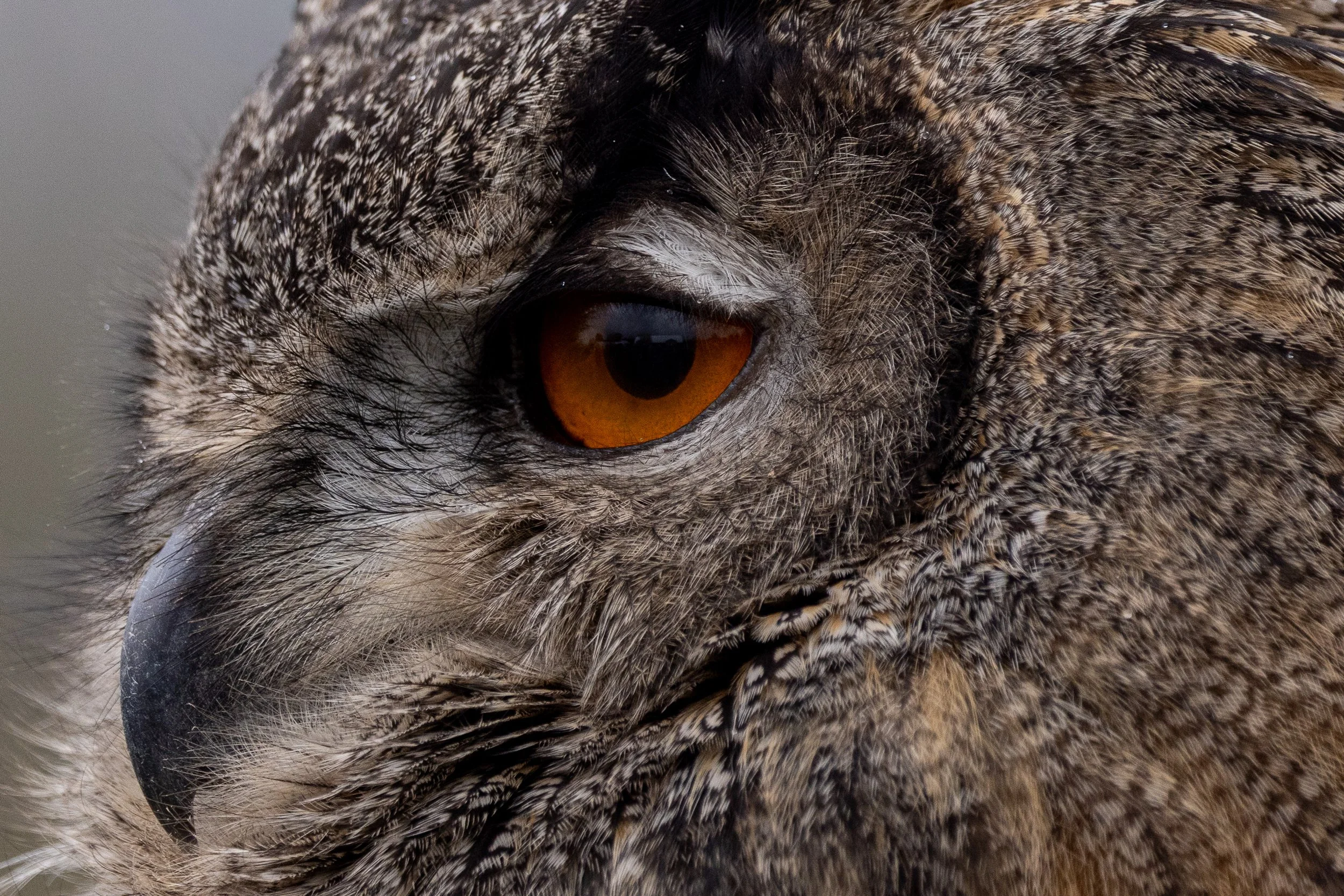 Ciampini_EagleOwl_Wildlife_V1.jpg--4.jpg