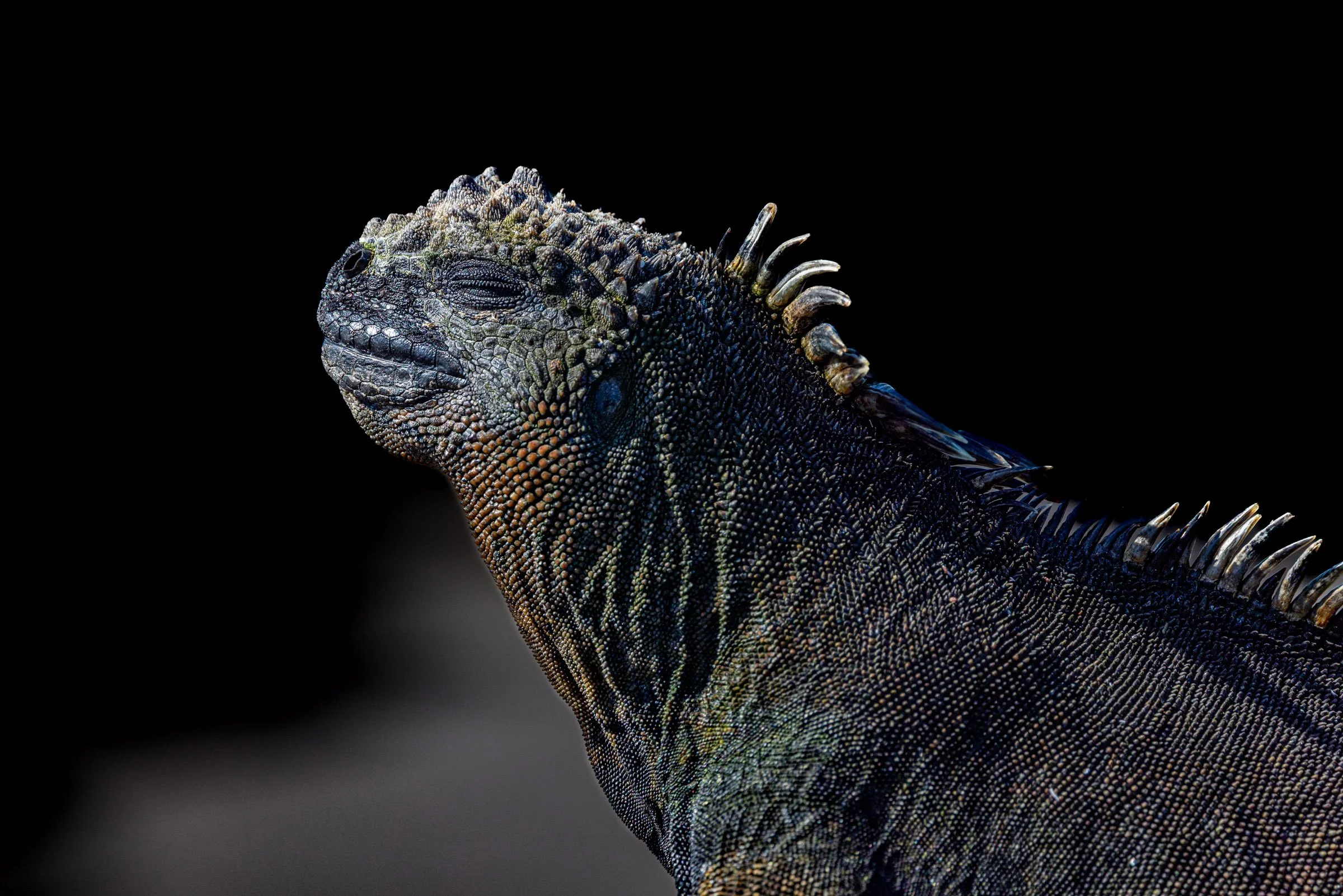 Portrait of the Galápagos Iguana

Nominee
1839 Awards — Photographer of the Year Contest
Year: 2024
Category: Wildlife
Level: Non-Professional