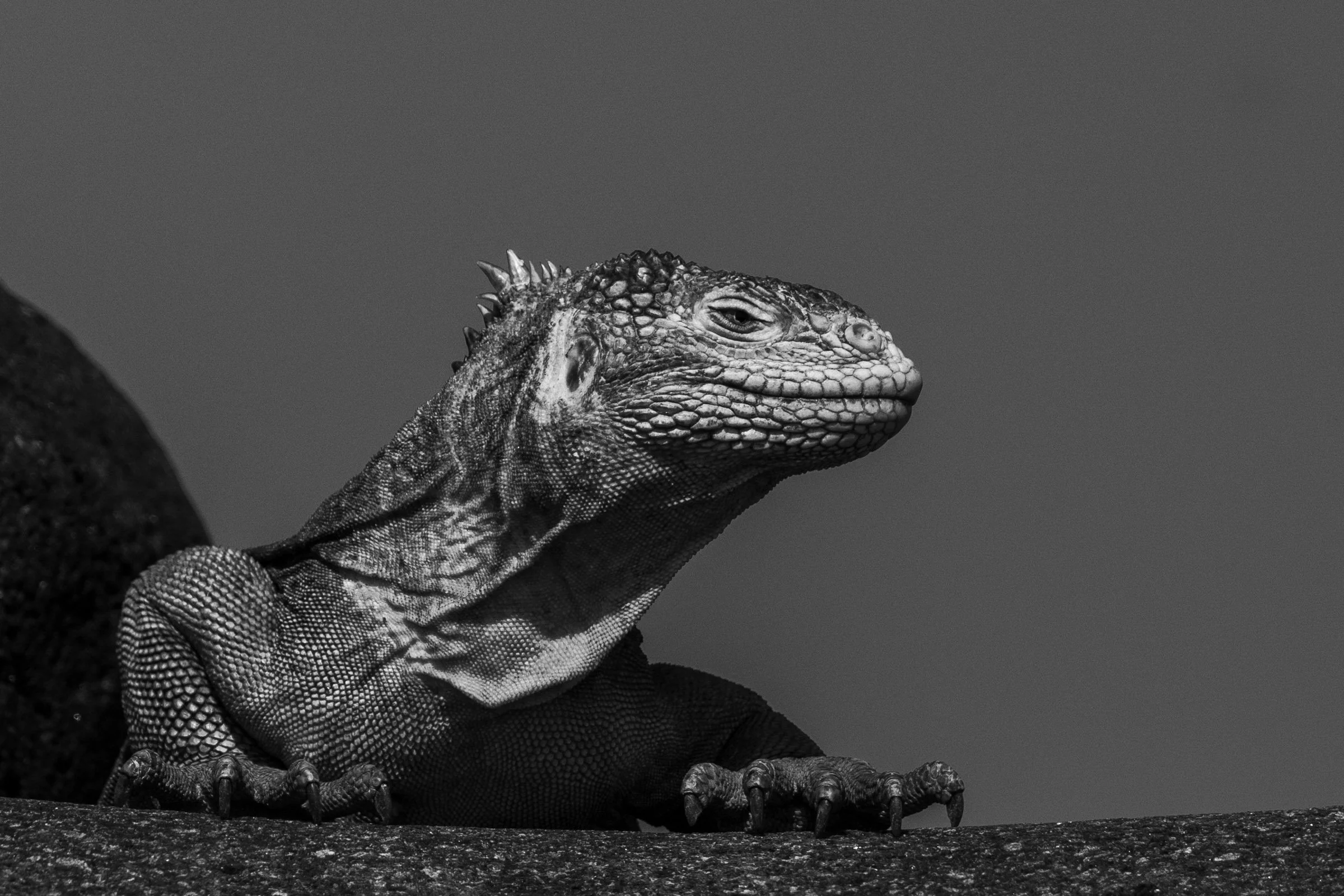 Galápagos Marine Iguana (2025)
 People’s Vote Award - Photographer of the Year Contest, Exposure One Awards
