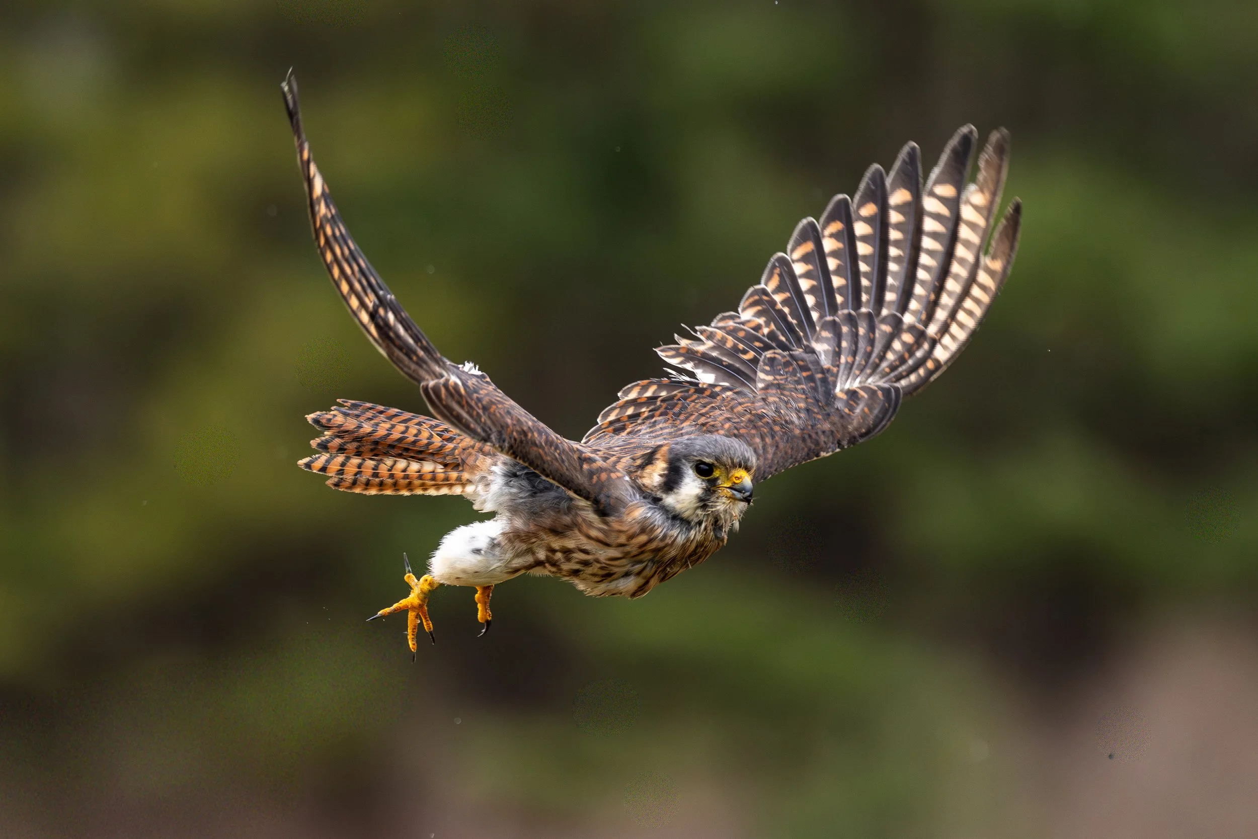 Ciampini_Kestrel_Wildlife_V1.jpg-.jpg
