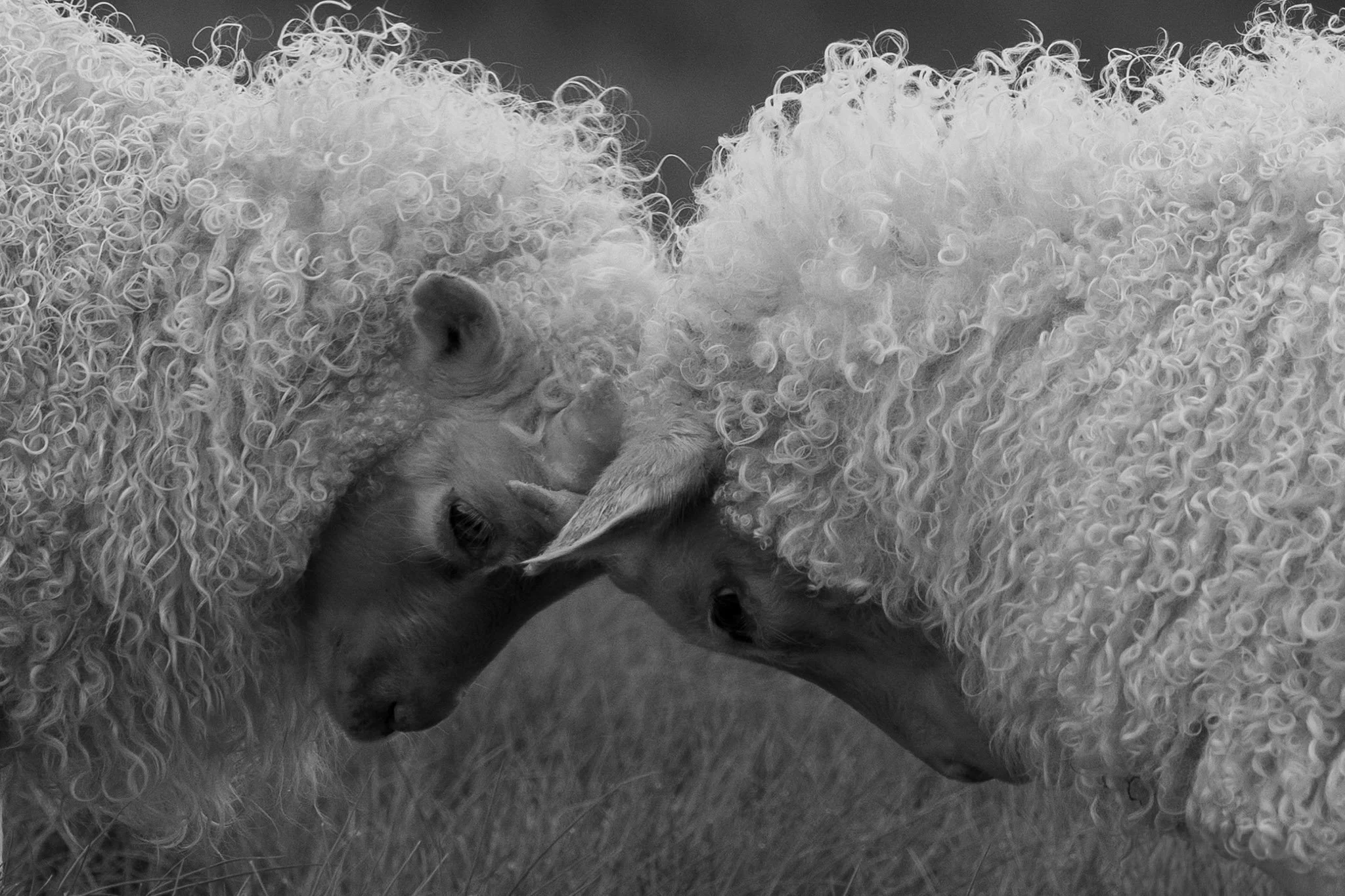 Icelandic Lambs – Head to Head (2025)
Nominee - Nature Photography Contest, Exposure One Awards