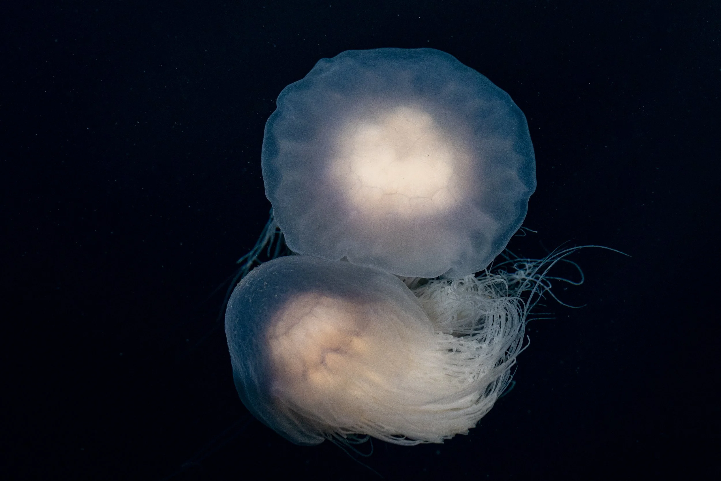 _X2A6263-2.jpg