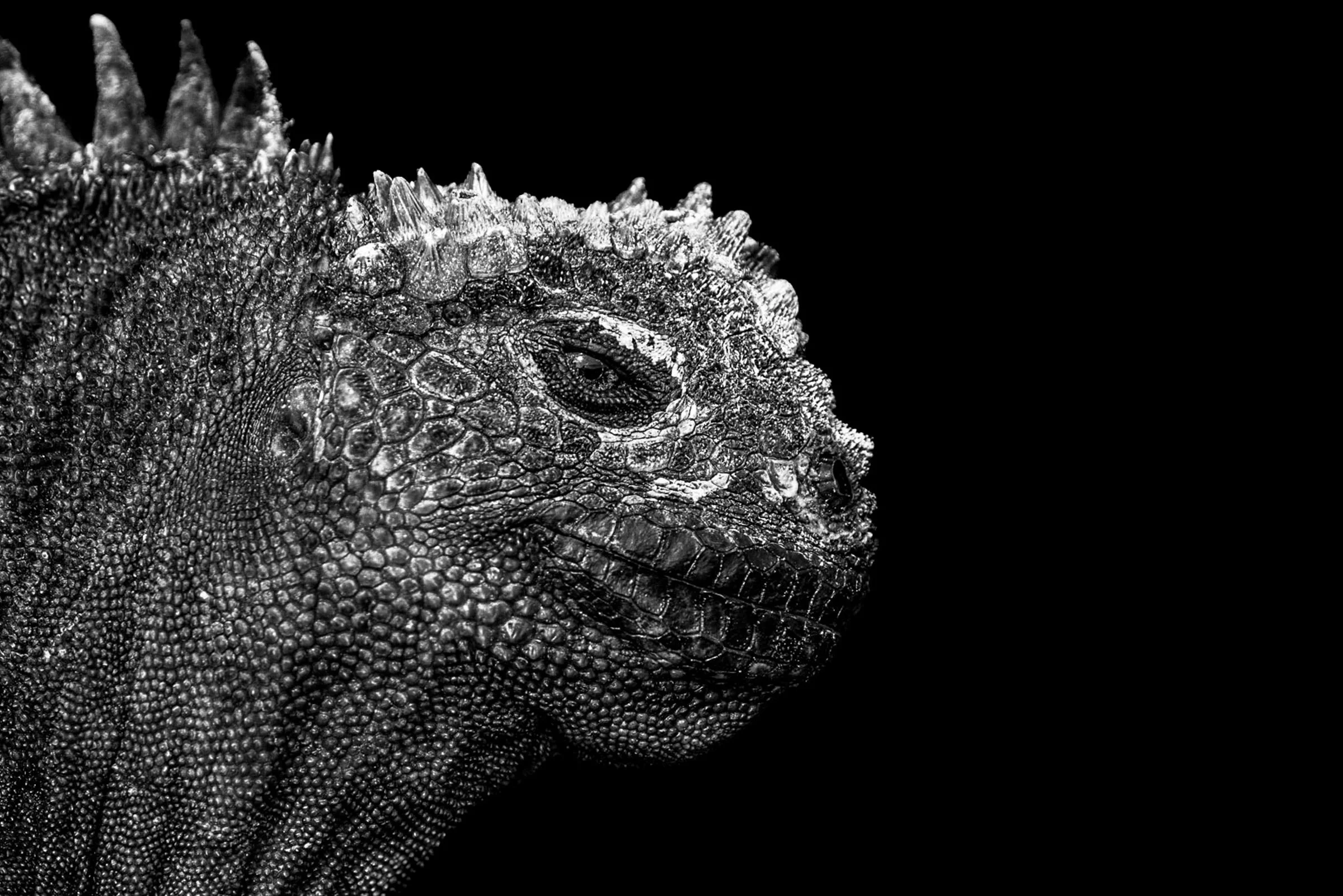 Galápagos Iguana (2025)
Nominee - One Shot Photo Contest, Exposure One Awards