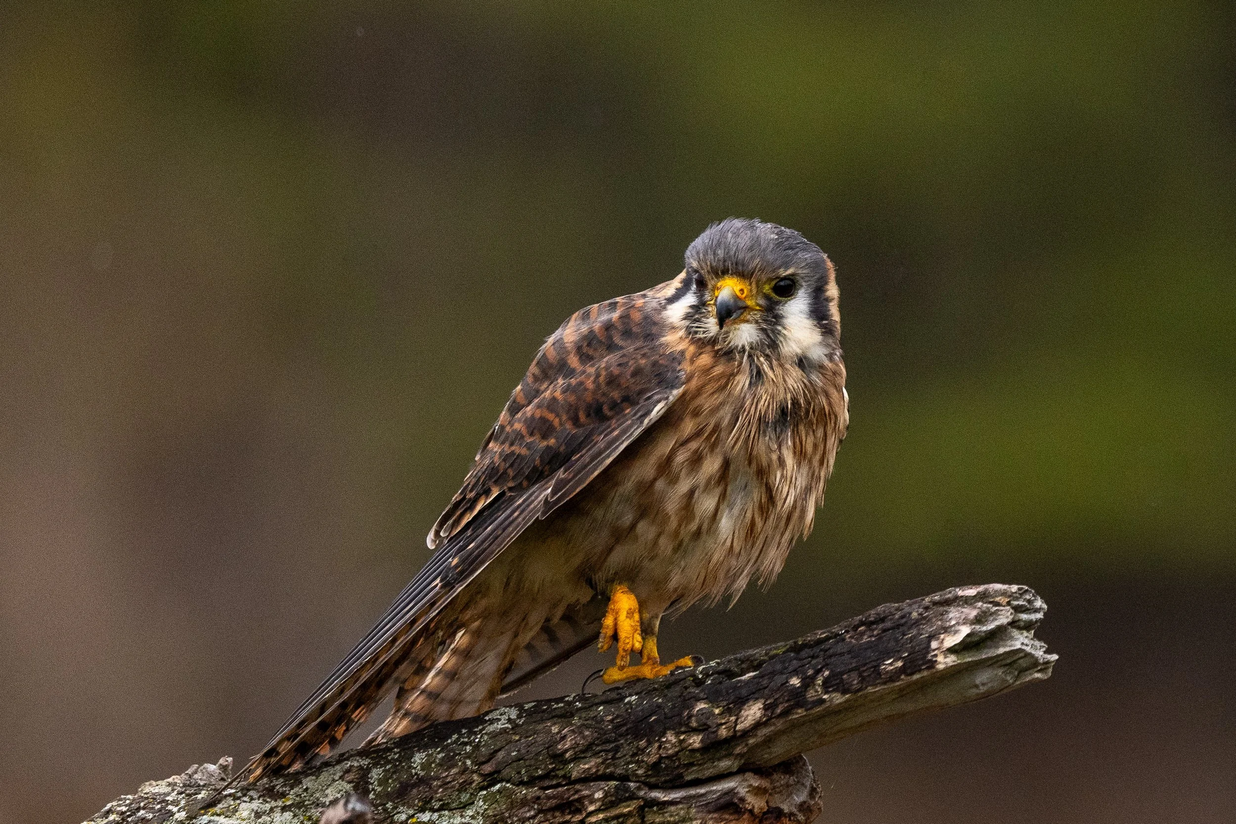 Ciampini_Kestrel_Wildlife_V1.jpg--2.jpg