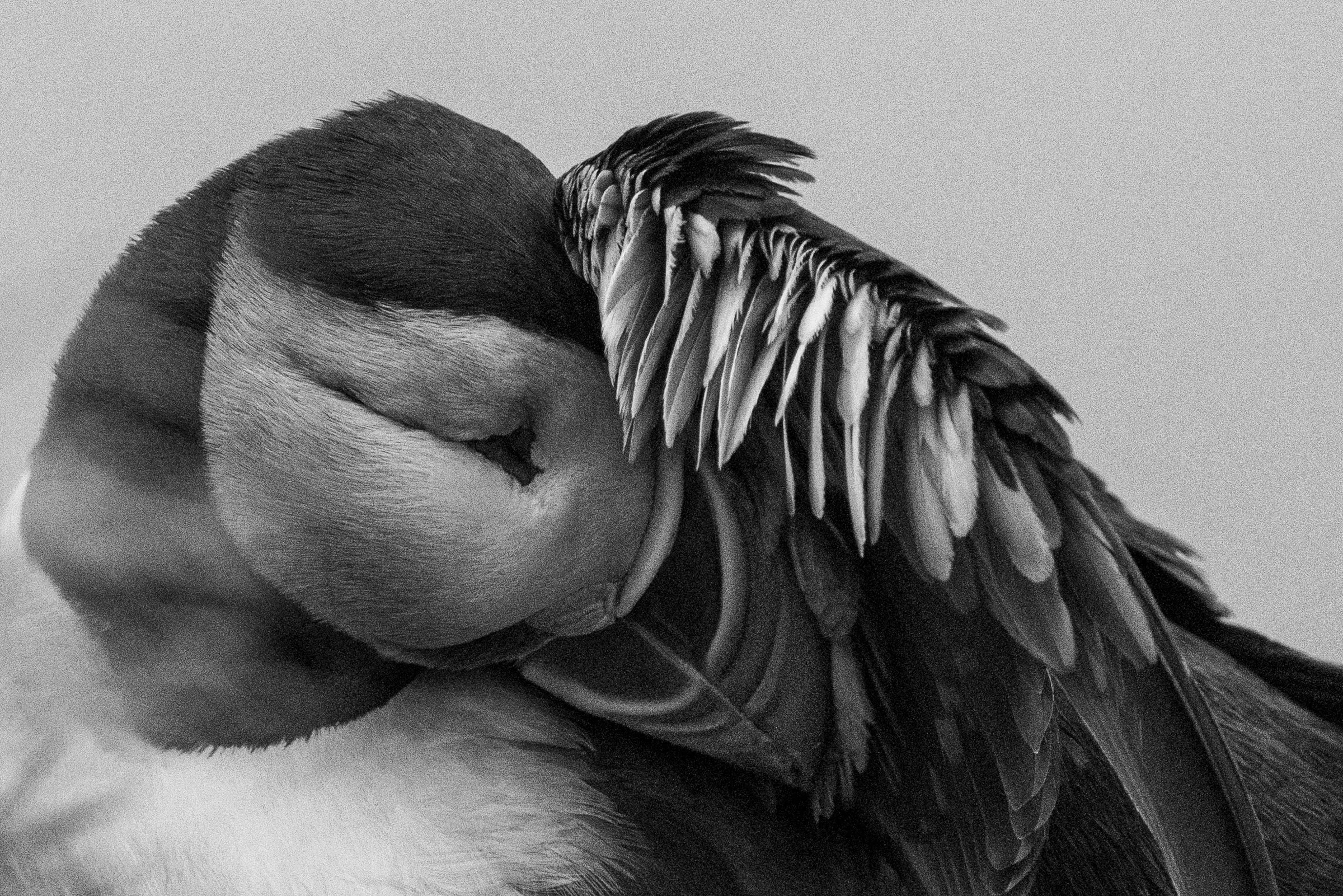A Puffin’s Peaceful Rest

People’s Vote Award
reFocus Photographer of the Year
Category: Nature
Level: Non-Professional