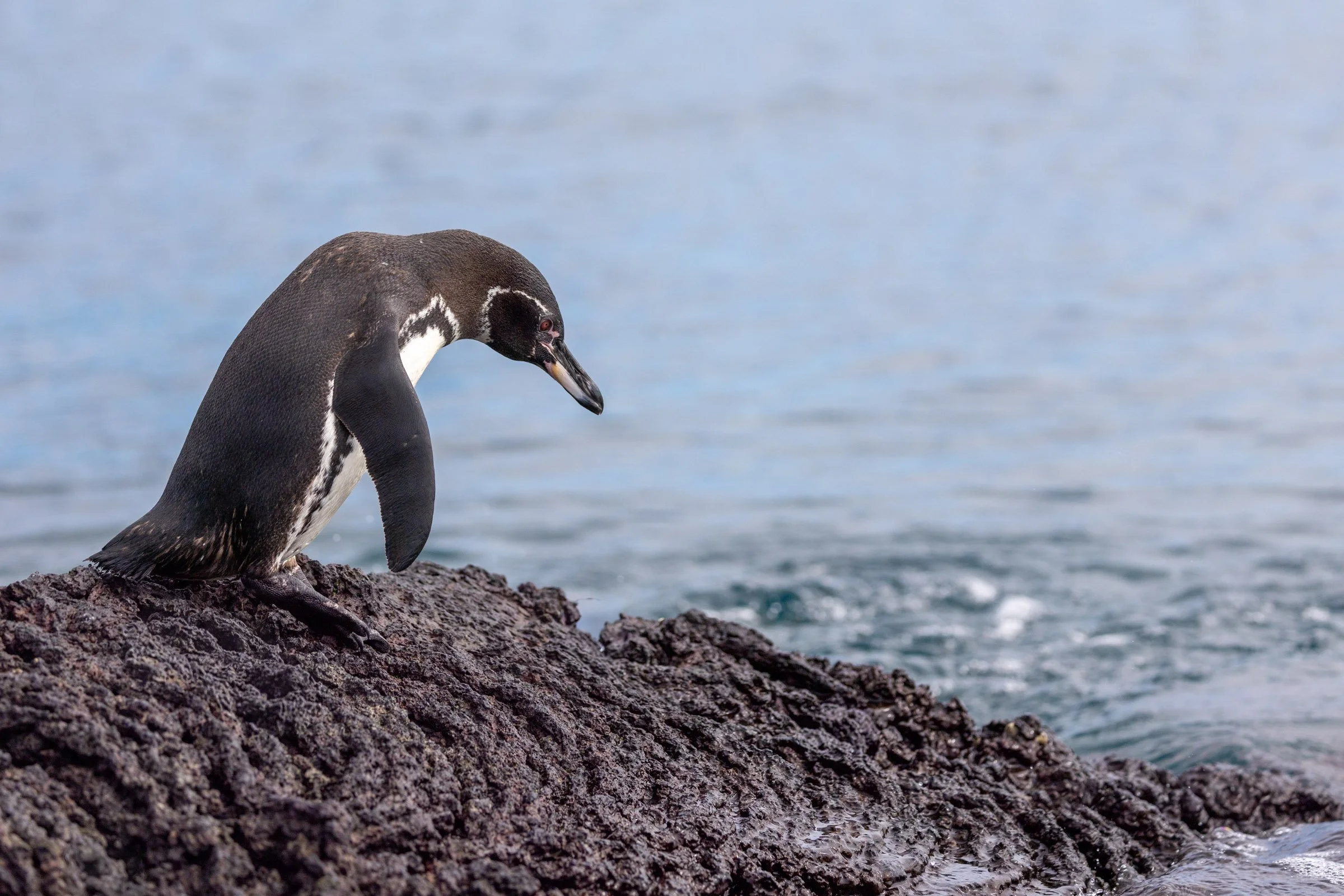 2025 - Galapagos National Geographic Linblad Expedition
