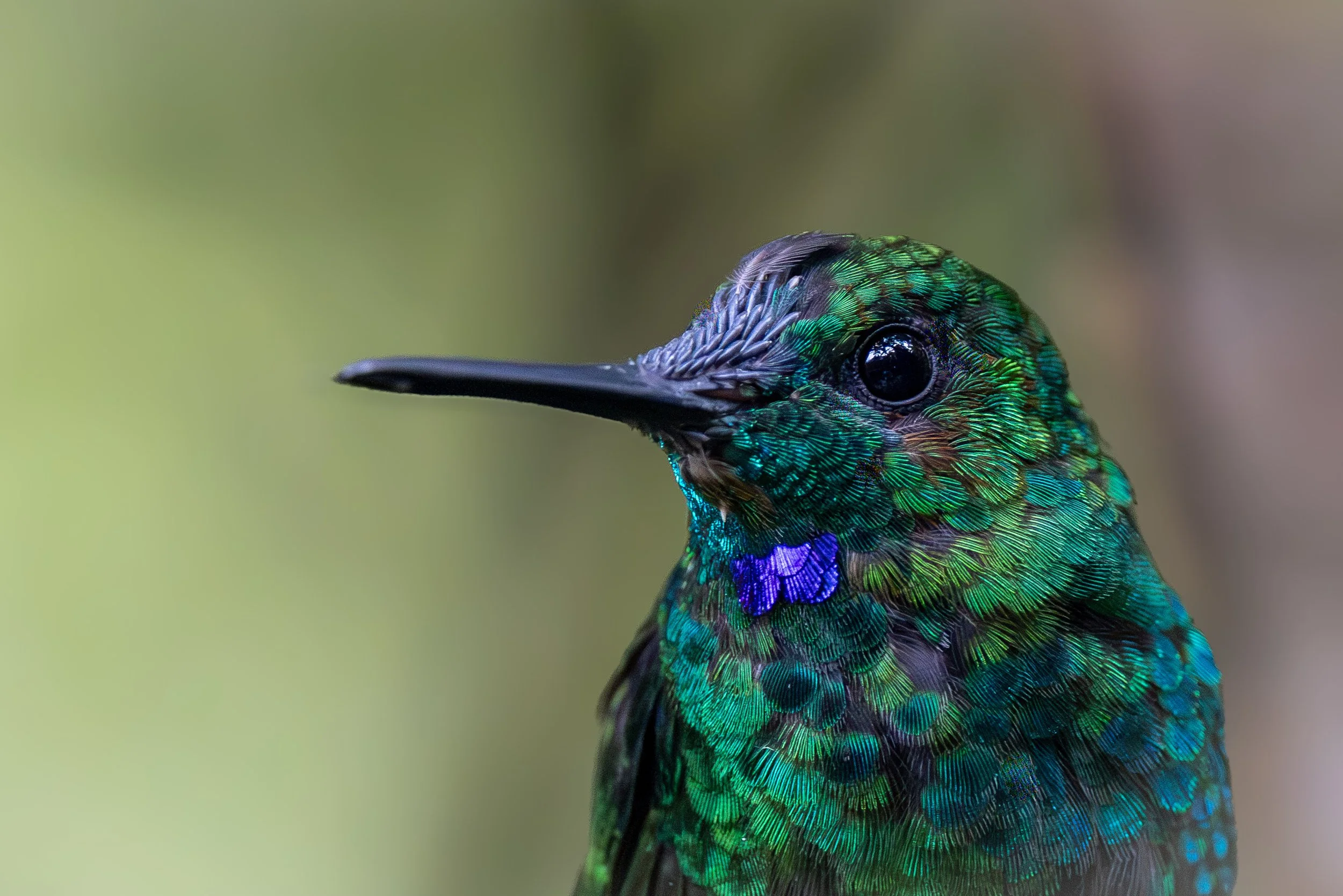 Ciampini_Hummingbird_QuietProximity_Wildlife_V1.jpg-3210.jpg