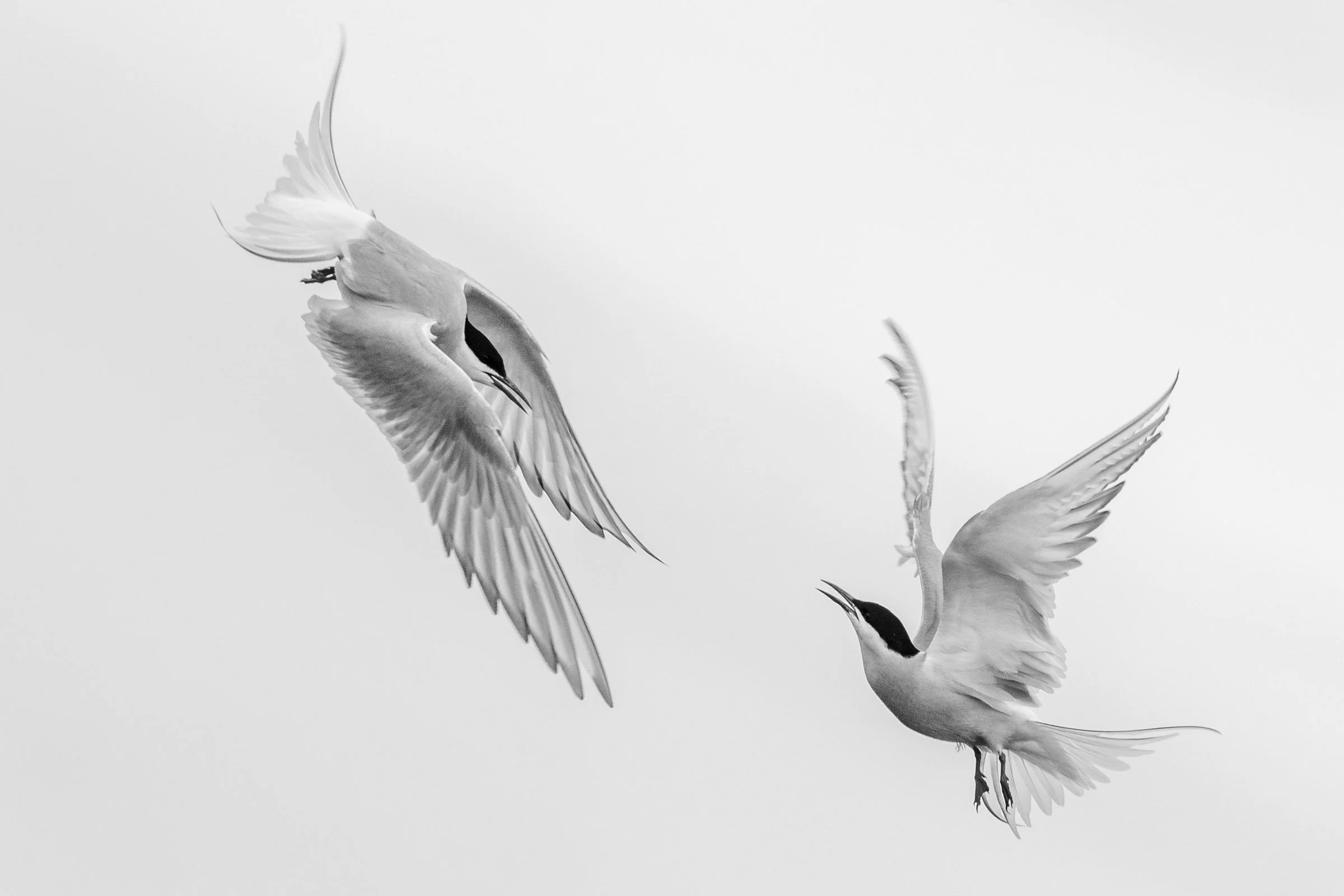Grace in Flight

Two terns face each other in the sky, their black and white wings unfolding gracefully. In their brief encounter, there is a tender closeness that suggests a timeless connection. Flight becomes poetry, a meditation on balance, harmon