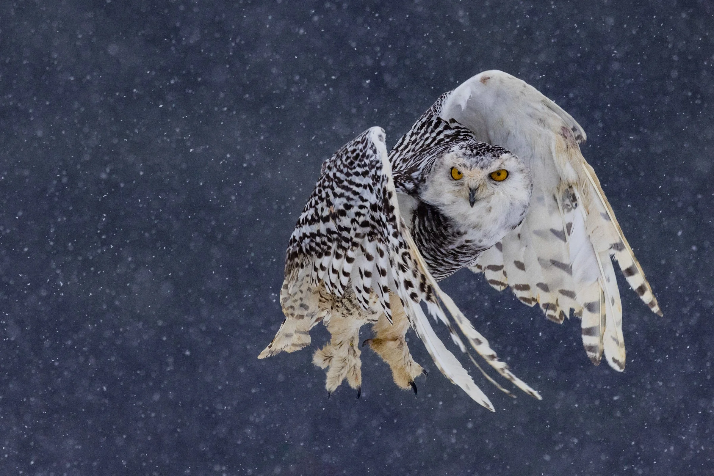 The Flight of a Snowy Owl Amidst Snowflakes

Discovery of the Year
People’s Vote Award
1839 Awards — Photographer of the Year Contest
Year: 2024
Category: Nature
Level: Non-Professional