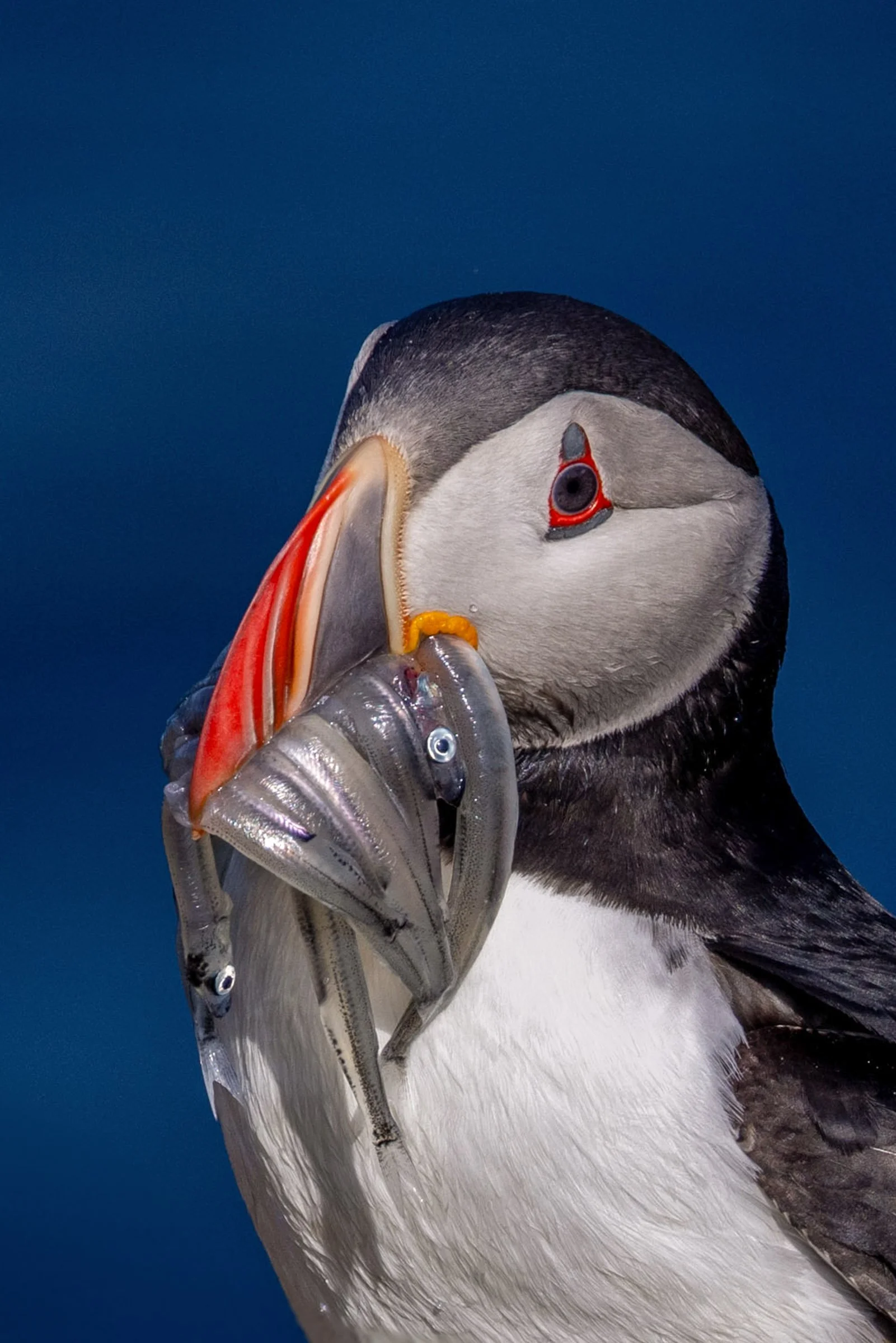 Caught in the Moment

Honorable Mention
reFocus Photographer of the Year
Category: Wildlife
Level: Non-Professional