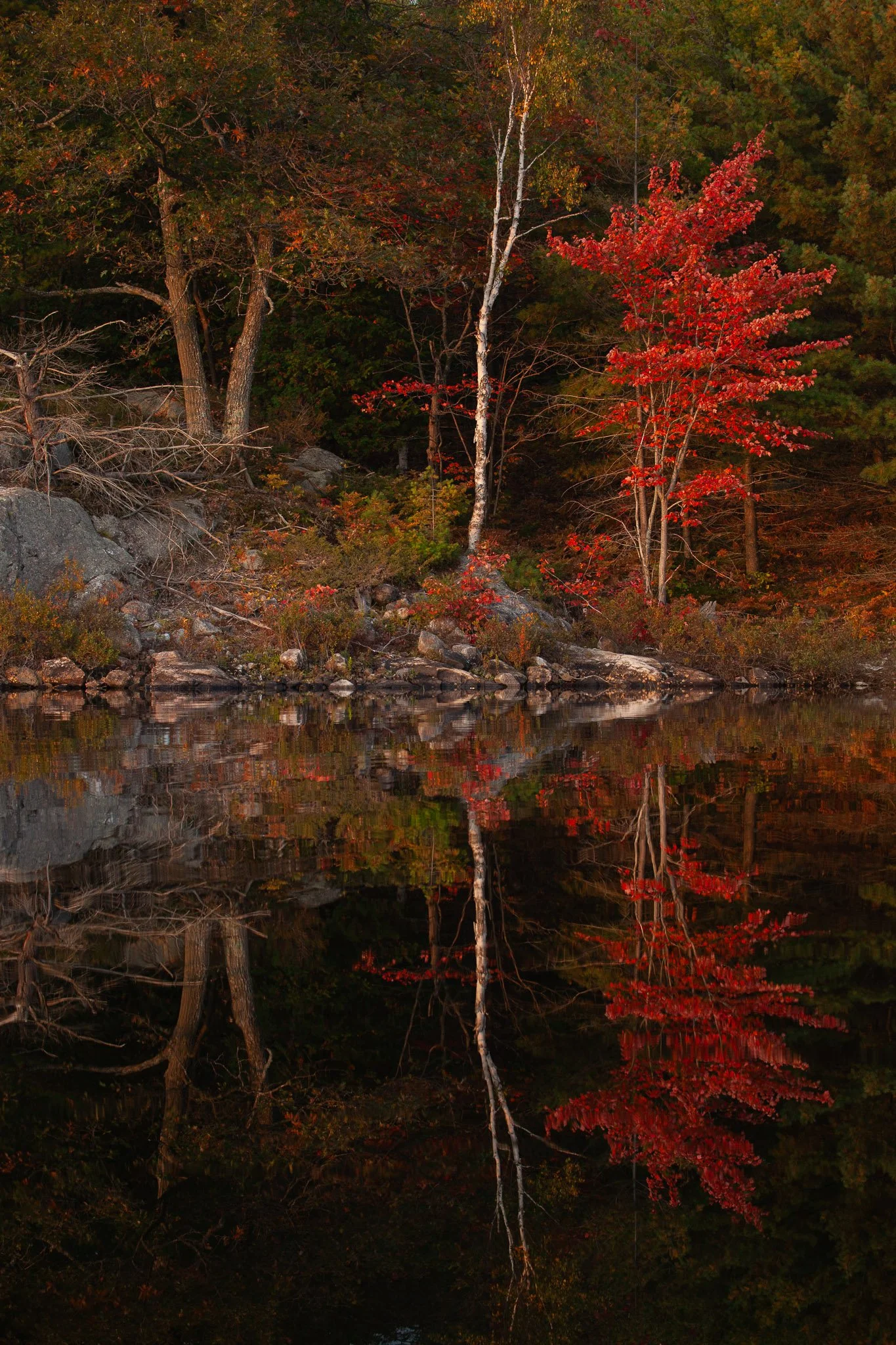 Golden Hour at Nine Mile Lake

reFocus Photographer of the Year — Nominee
Color Photography Contest · 2025