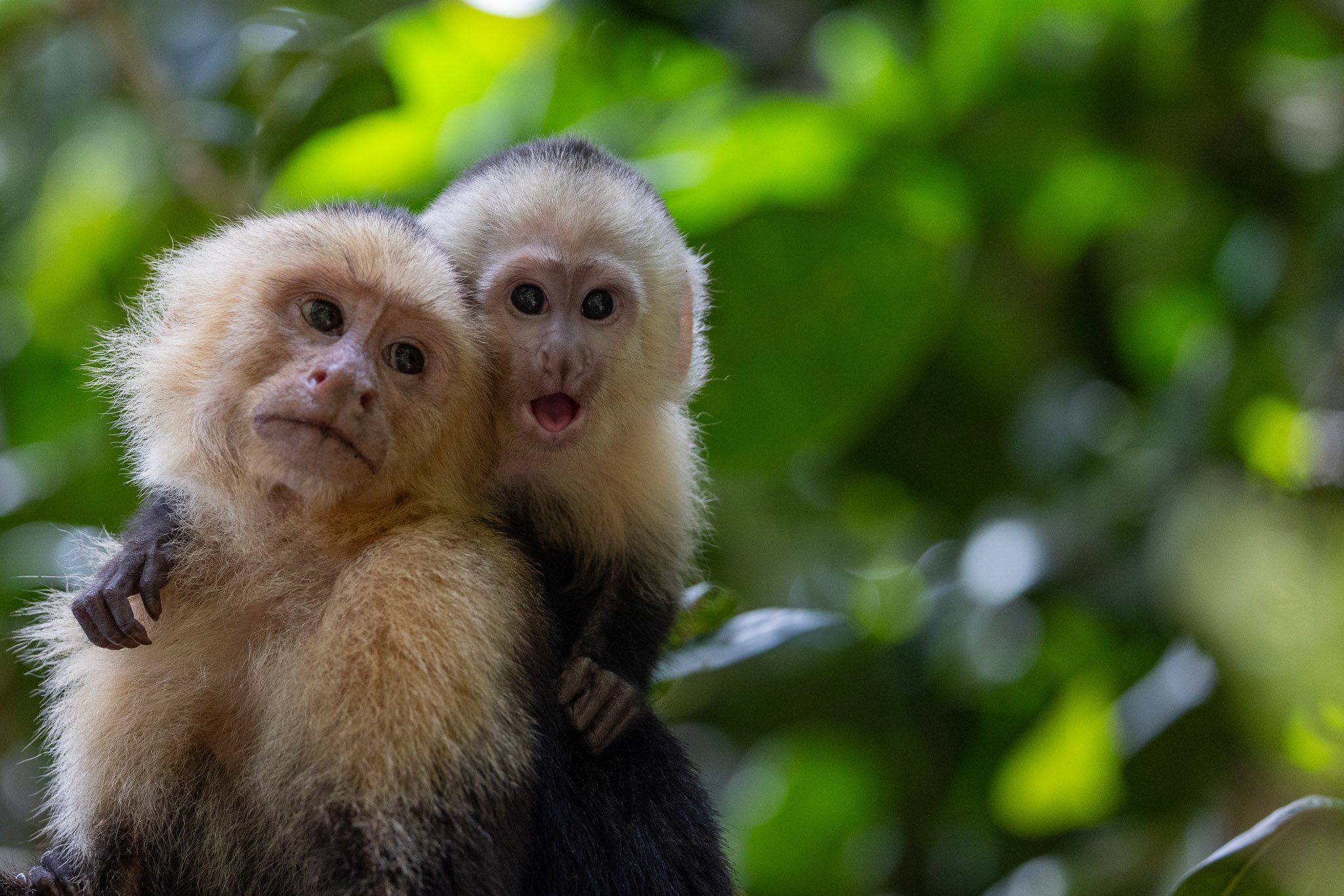 Costa Rica February 2026 February