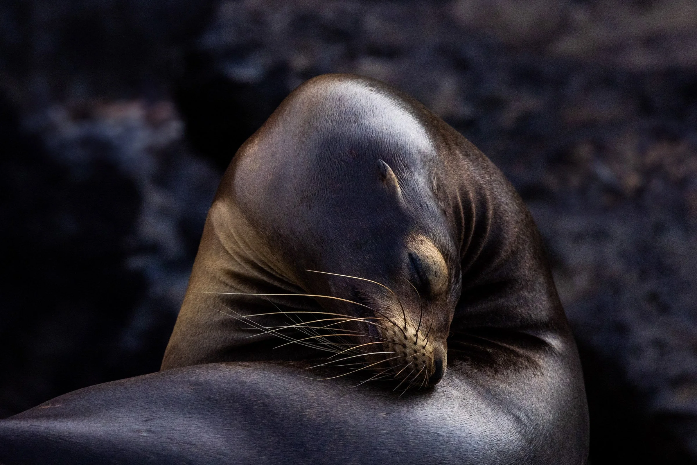 Galápagos Fur Seal in a Tranquil Slumber

Bronze Award
1839 Awards — Photographer of the Year Contest
Year: 2024
Category: Wildlife
Level: Non-Professional