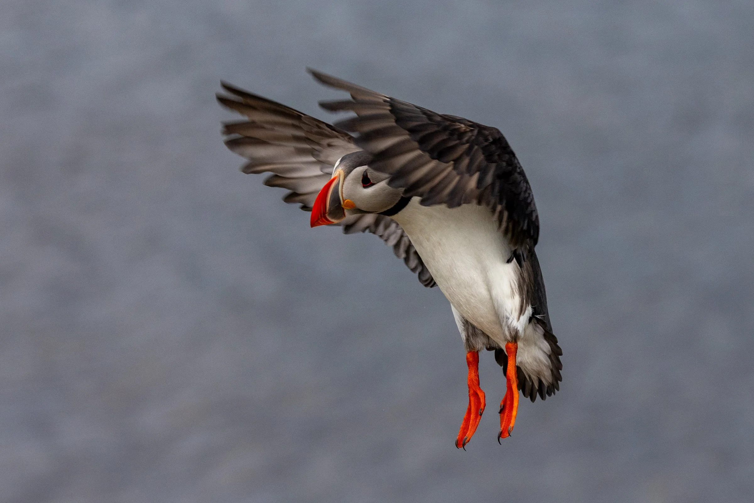 The Long Way Home

Nominee
reFocus Photographer of the Year
Category: Wildlife
Level: Non-Professional