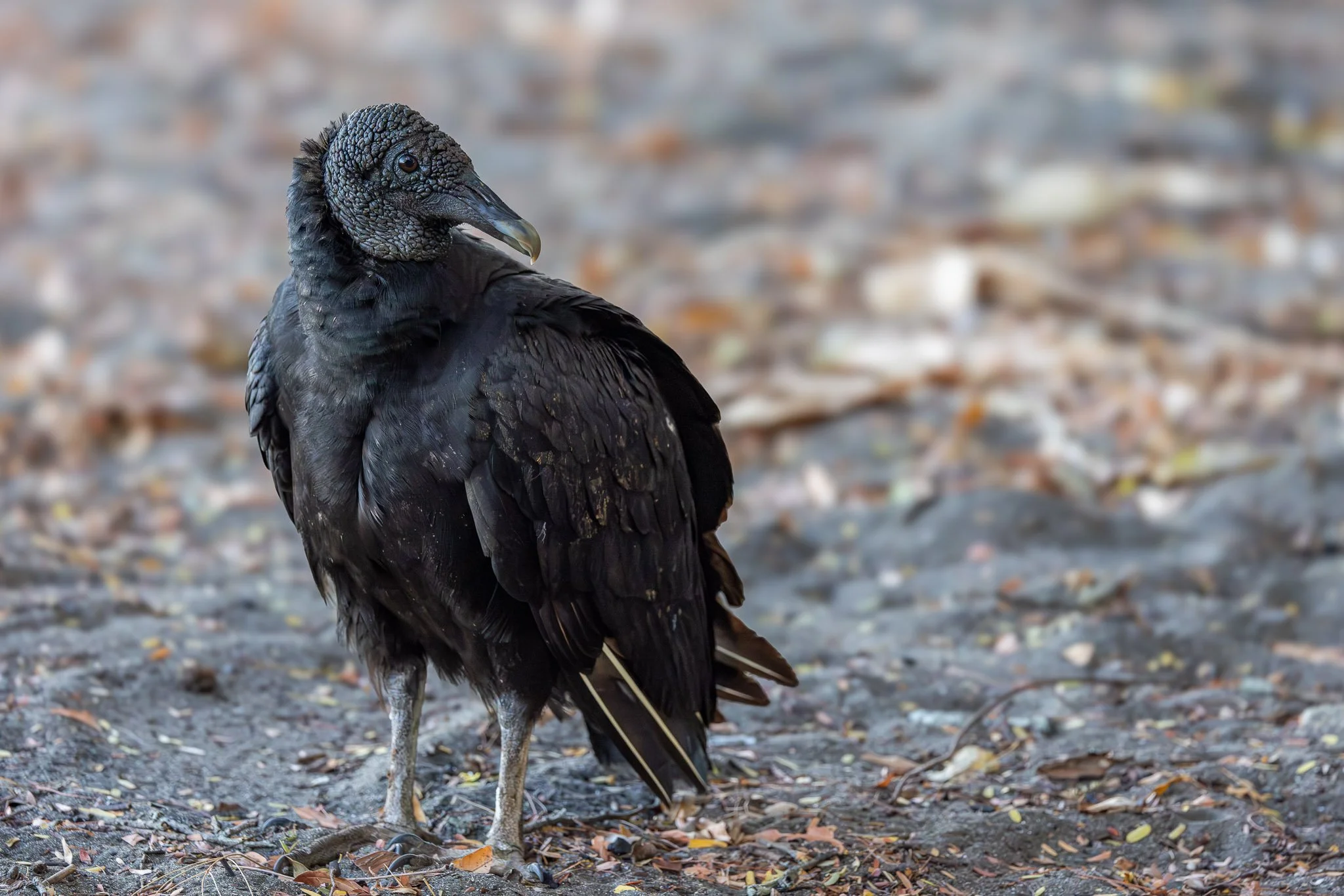 _X2A3126-WEB EXPORT PRESET-5.jpg