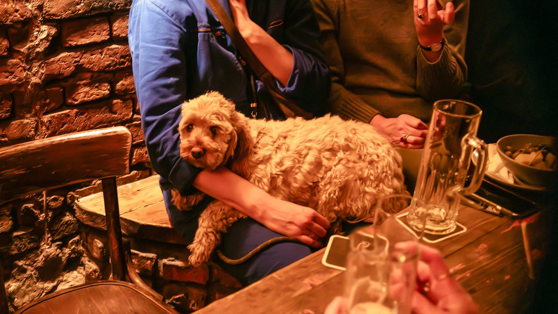 A fluffy dog on an audience member’s lap beside beer glasses at an English comedy show in Berlin