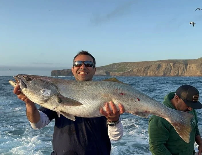 White Seabass — Chasing Pelagics