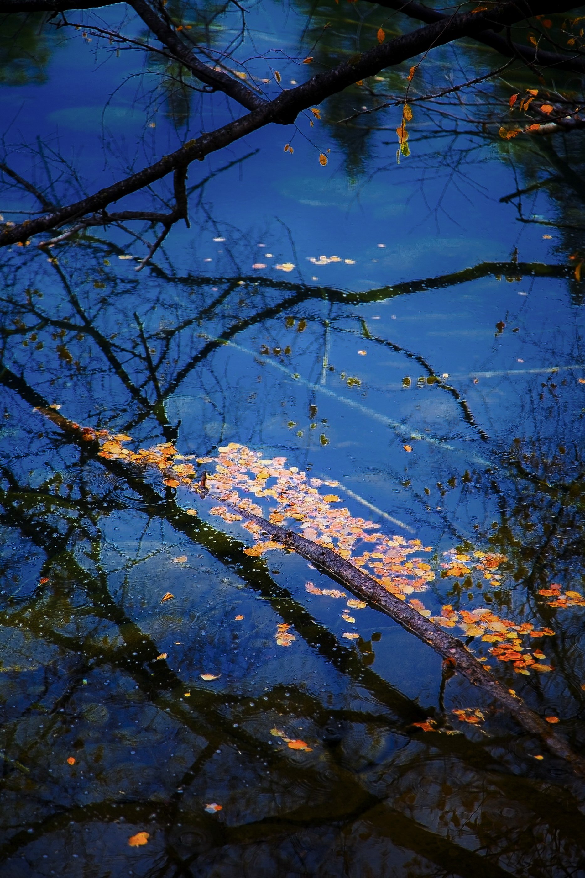 Blue8.jpg