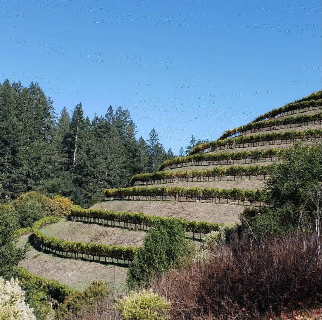 Terraced vineyard on a hillside with dense forest in the background under a clear blue sky.