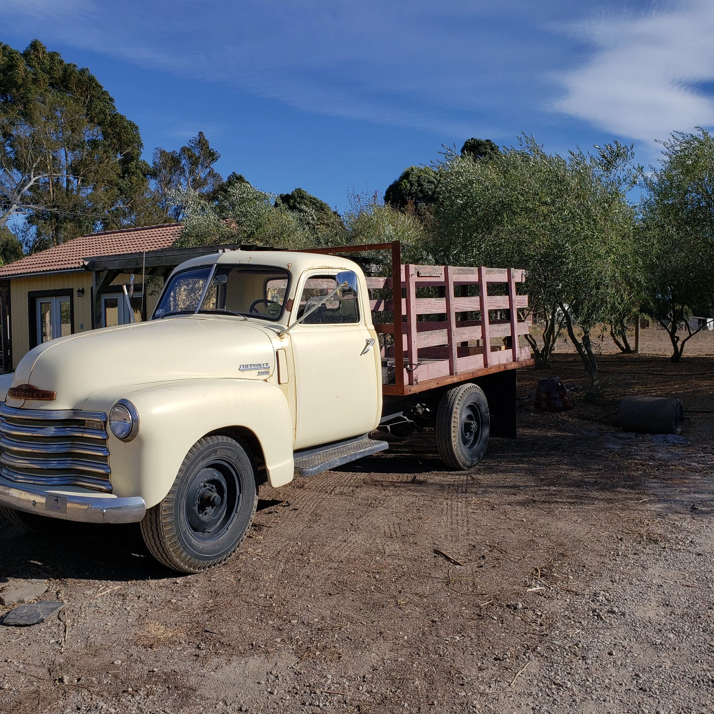 An old cream-colored Chevrolet flatbed truck parked on dirt ground with trees and a small building in the background.