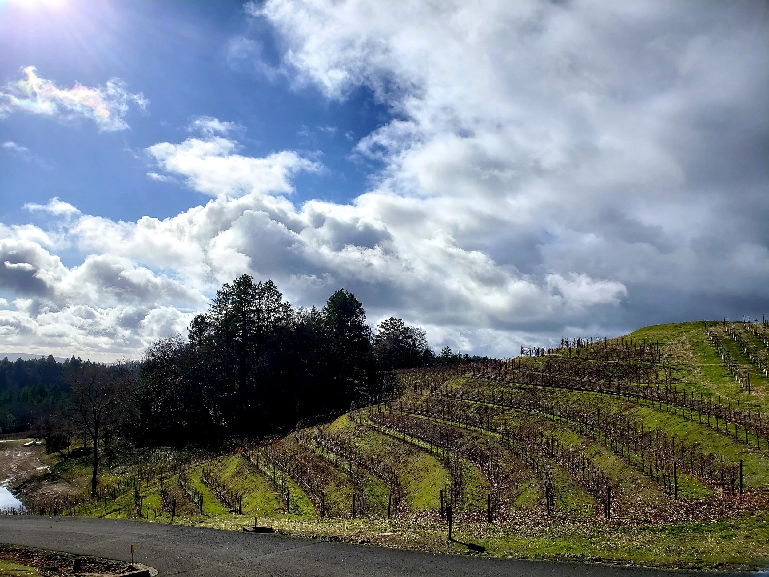 Vineyard on rolling hills with cloudy sky and sunlight