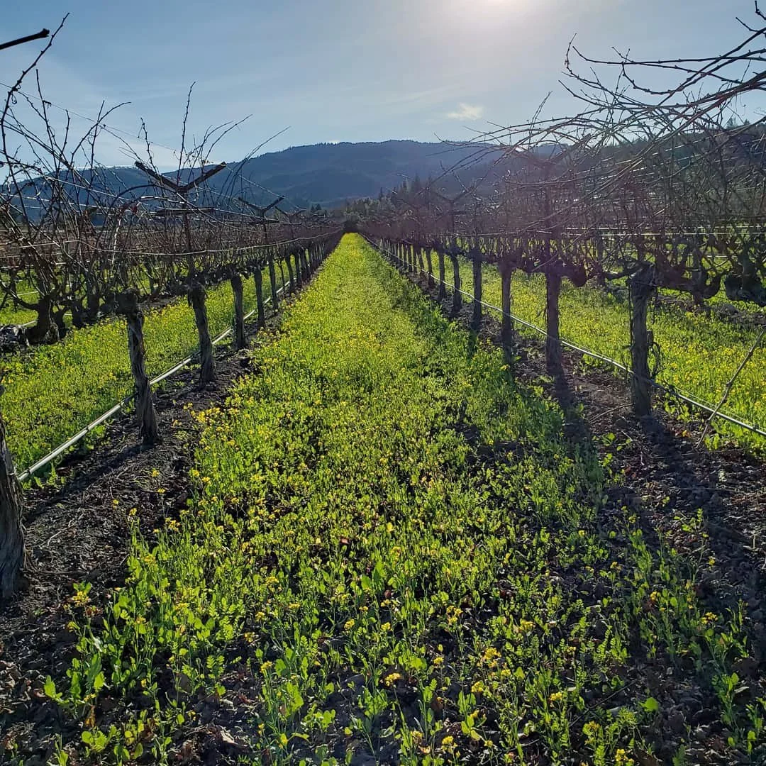 Vineyard rows with young green plants growing between trellised grapevines, hillside background, sunny sky.
