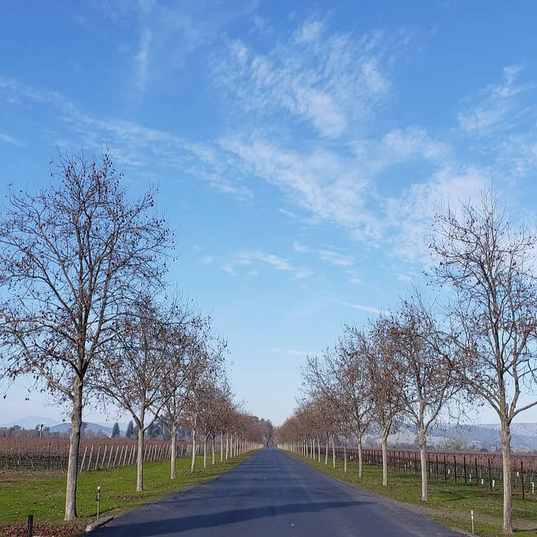A straight paved road lined with leafless trees on both sides under a blue sky with scattered clouds.