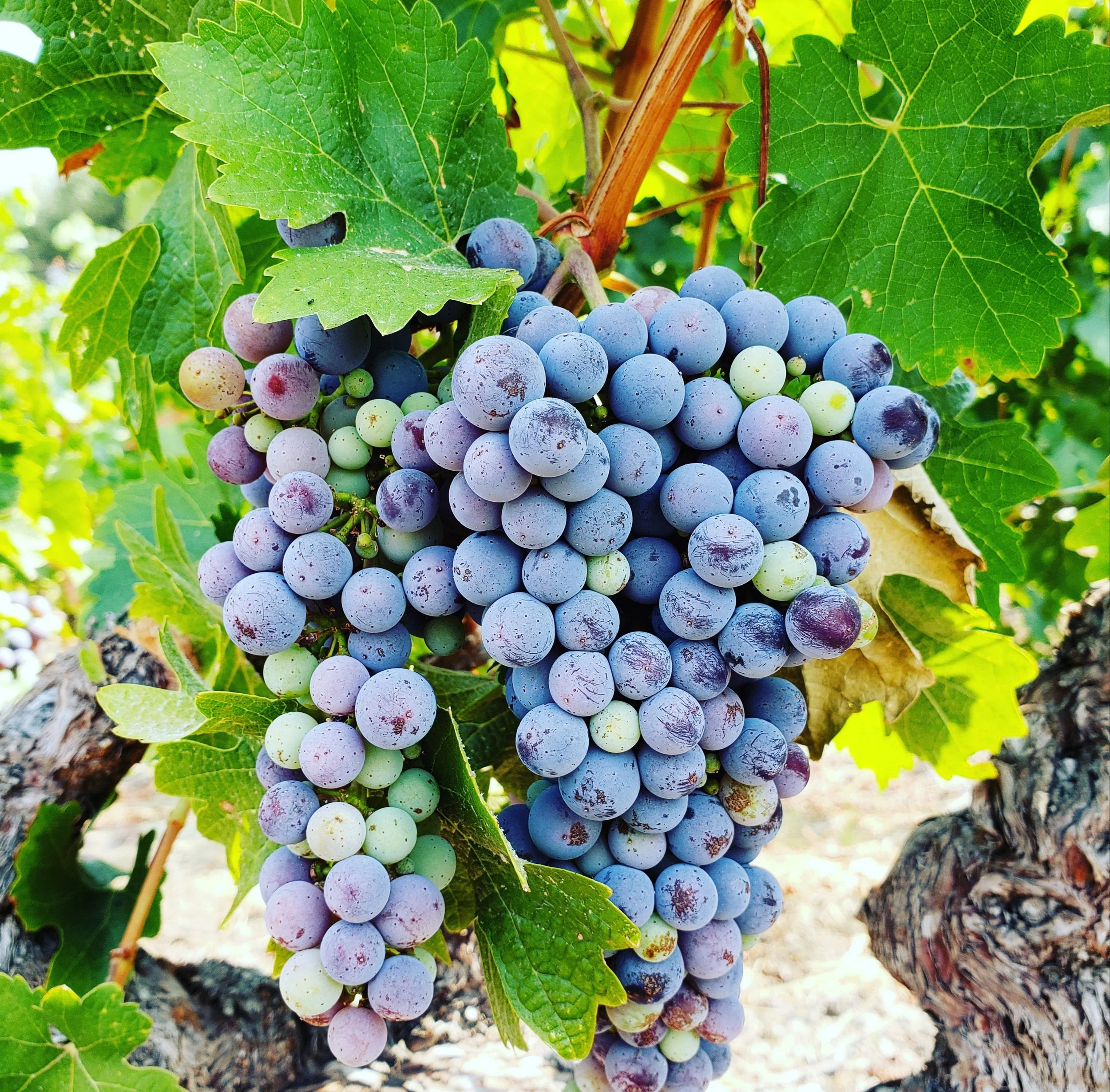 Close-up of a bunch of ripe purple grapes hanging from a vine with green leaves.