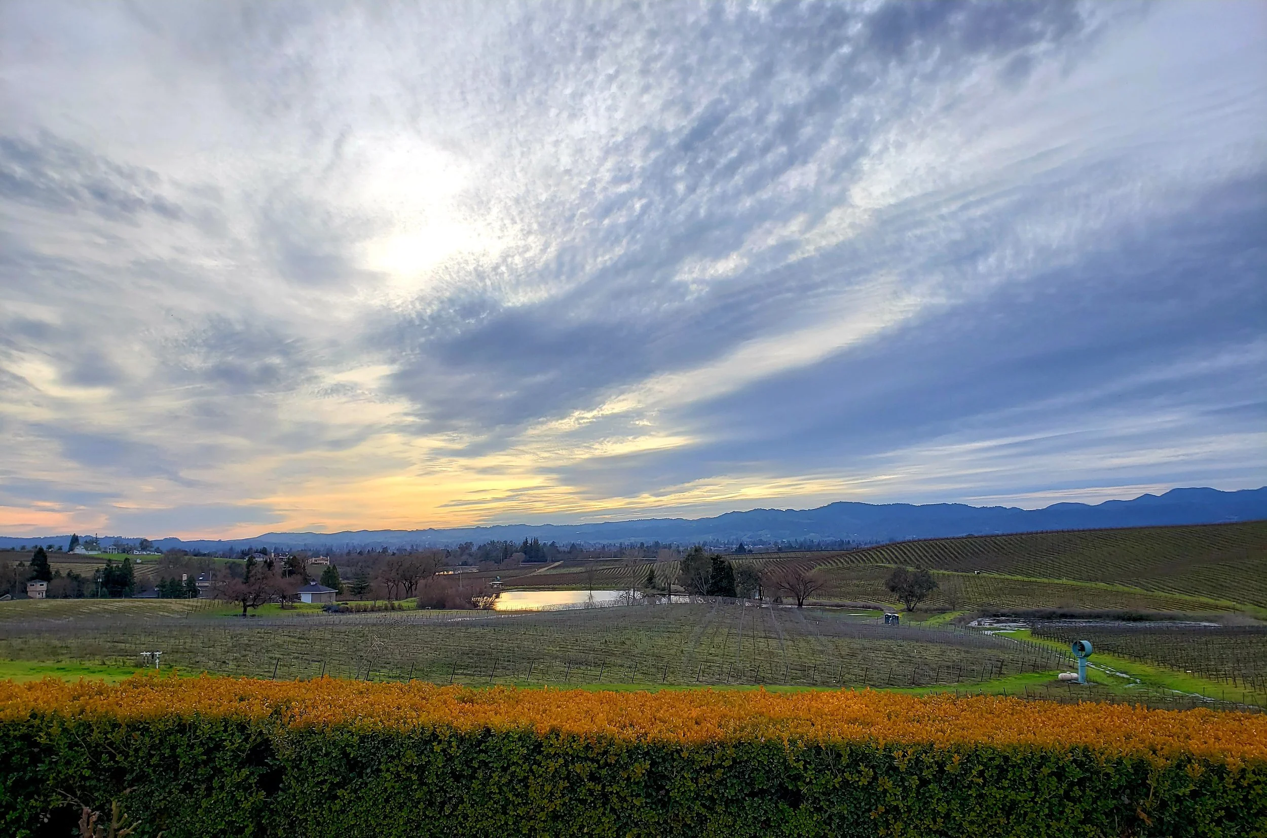 Scenic view of rolling vineyards with rows of grapevines, a pond reflecting the sky, and distant mountains under a partly cloudy sky at sunset.
