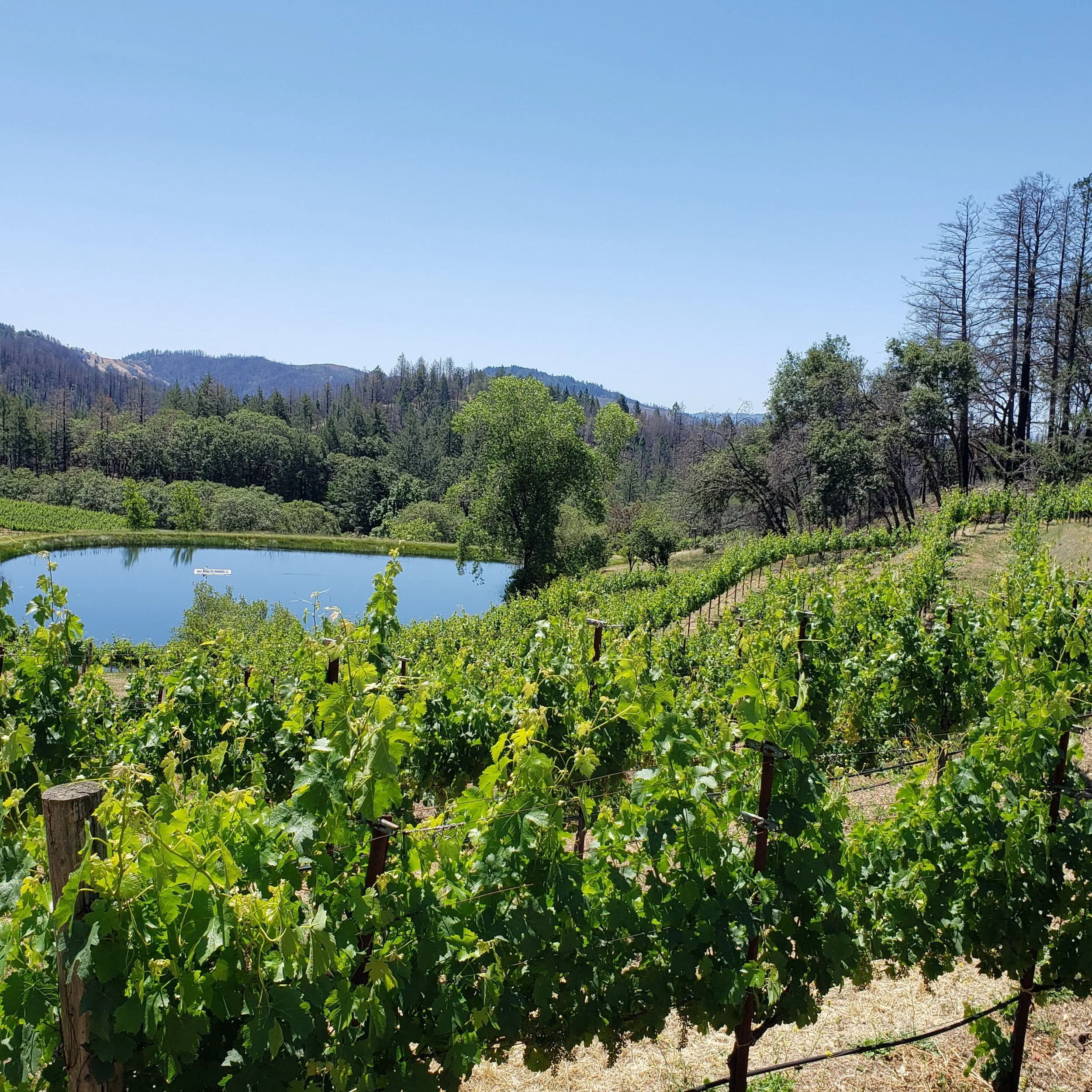 Vineyard with green grapevines on a hillside overlooking a pond and forested mountains under a clear blue sky.