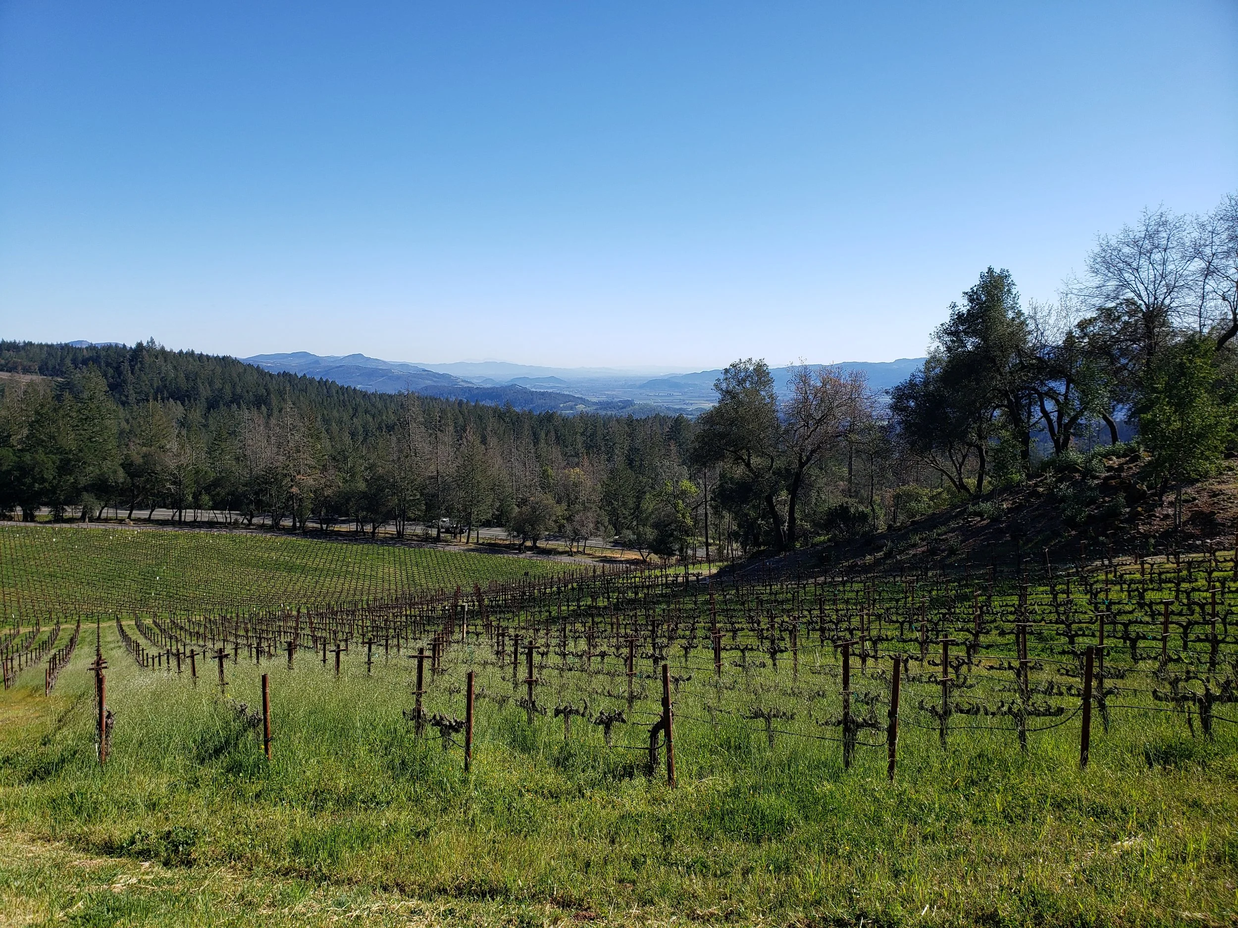 Vineyard with rows of grapevines on gentle slopes, surrounded by trees with hills and mountains in the background under a clear blue sky.