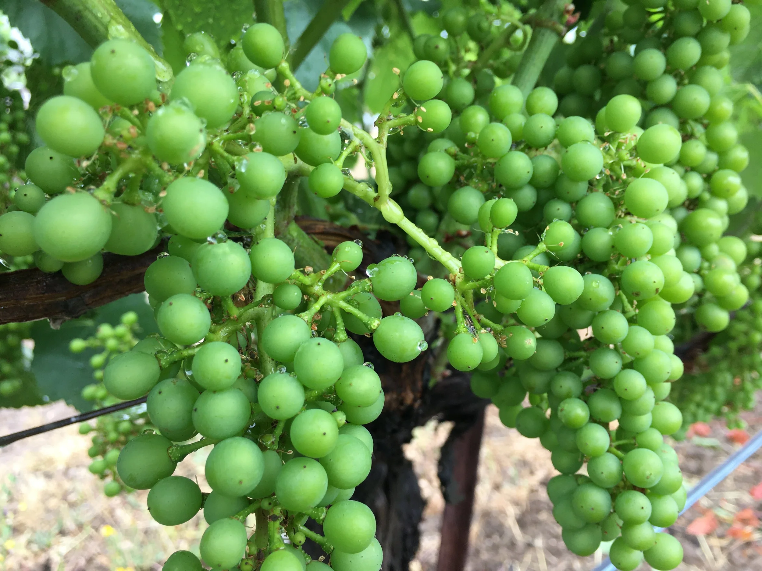 Close-up of a bunch of green grapes hanging from a vine.